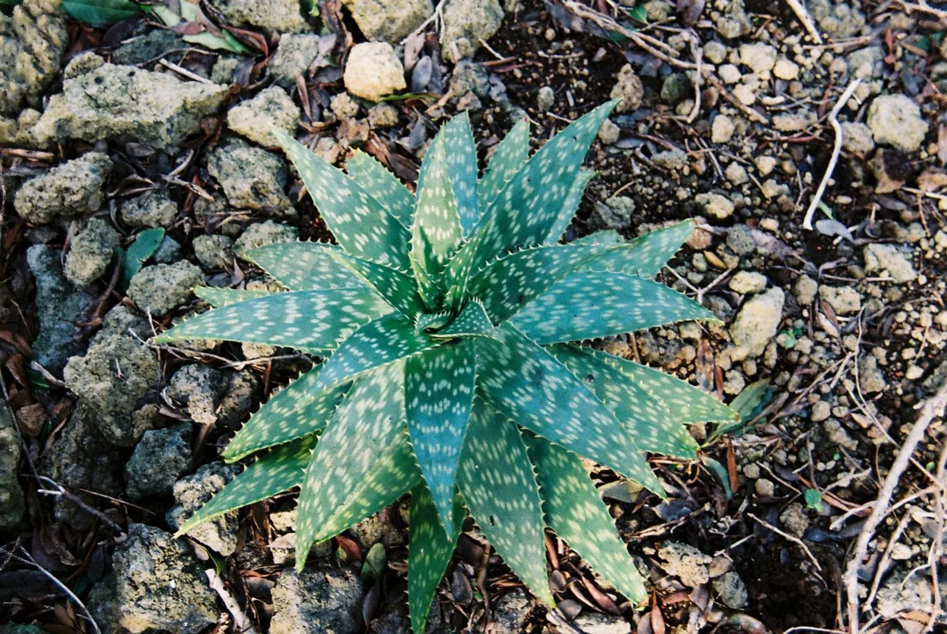 Garden in Pico Dreams