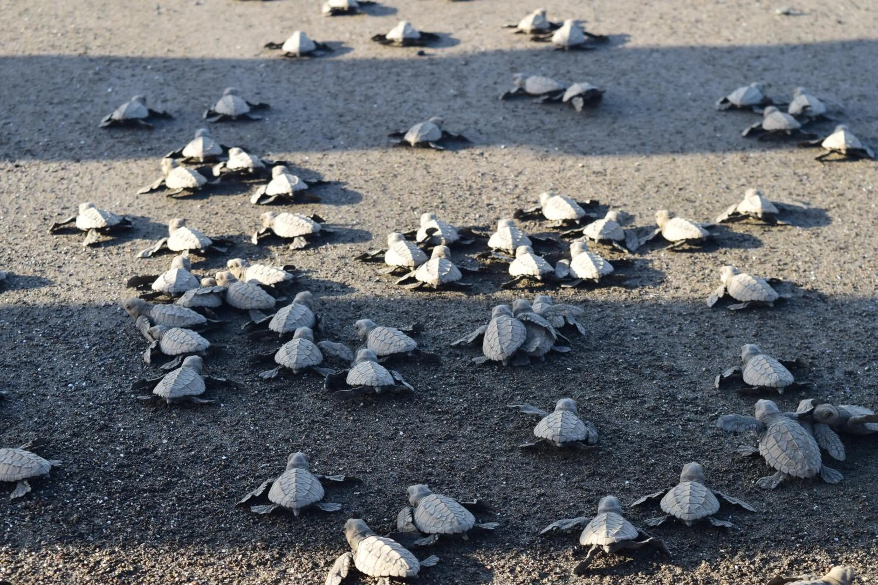 Activities in Hotel Kambutaleko