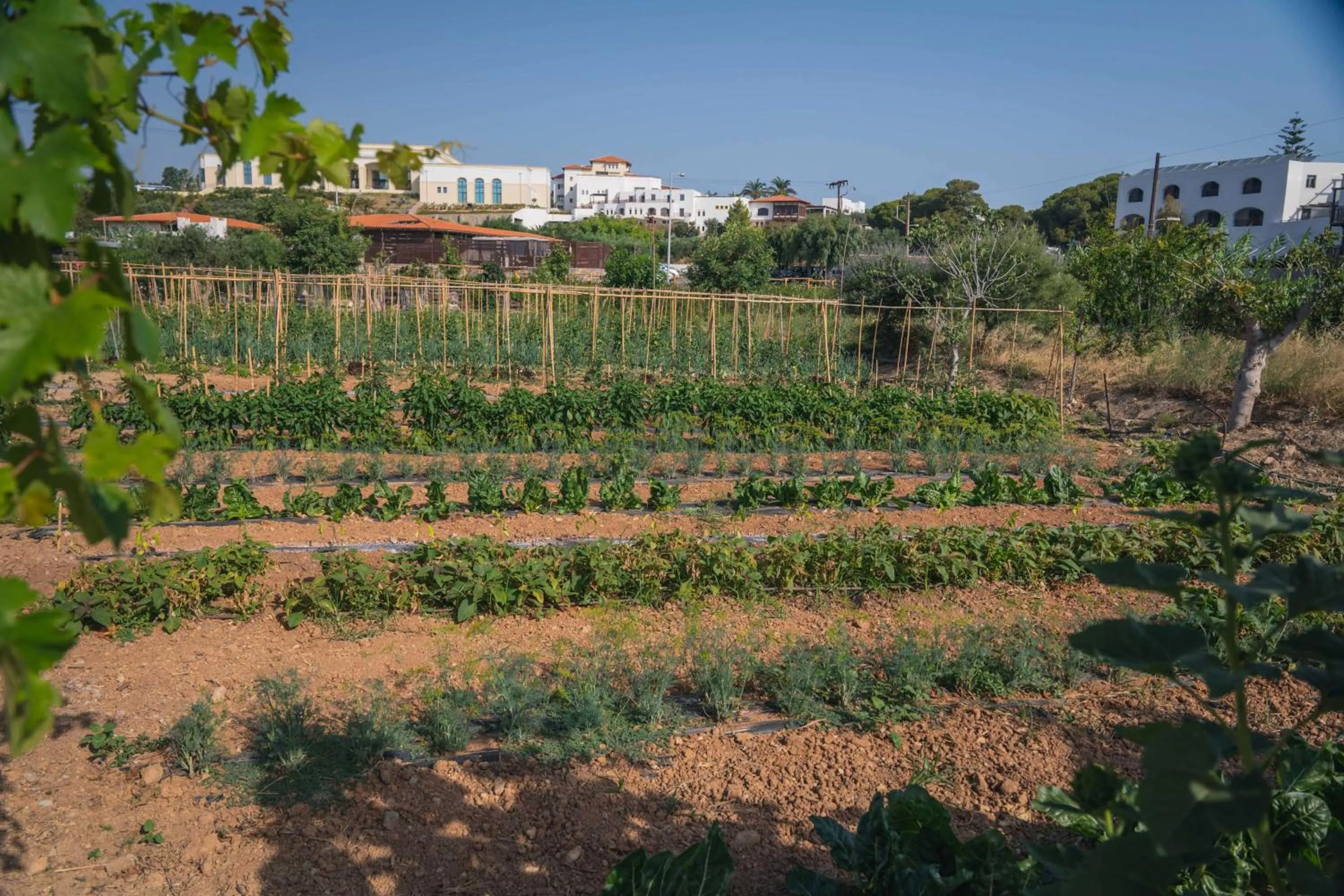 Garden in Creta Maris Resort