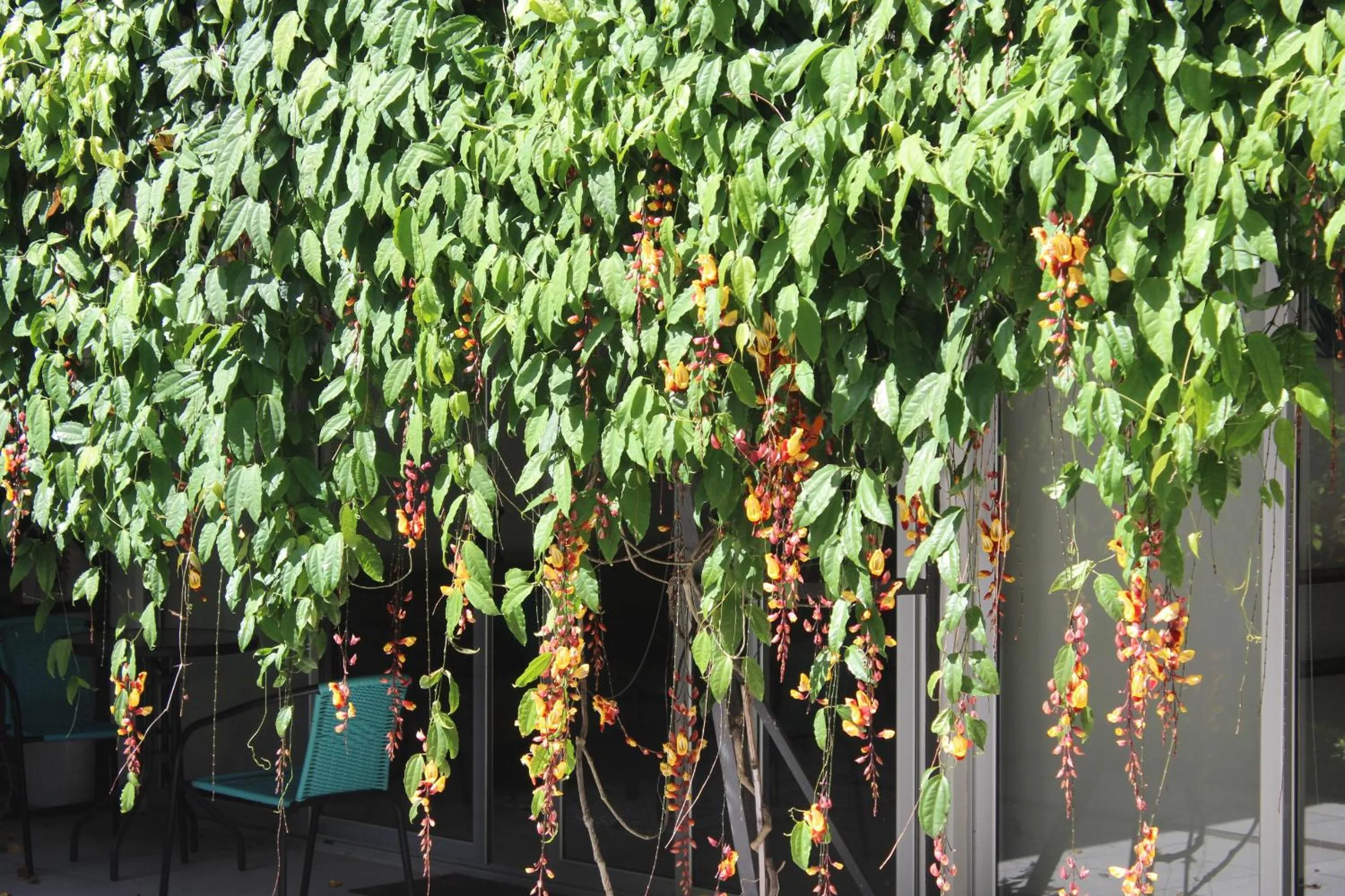 Cando Living Apartments in Central Avenue