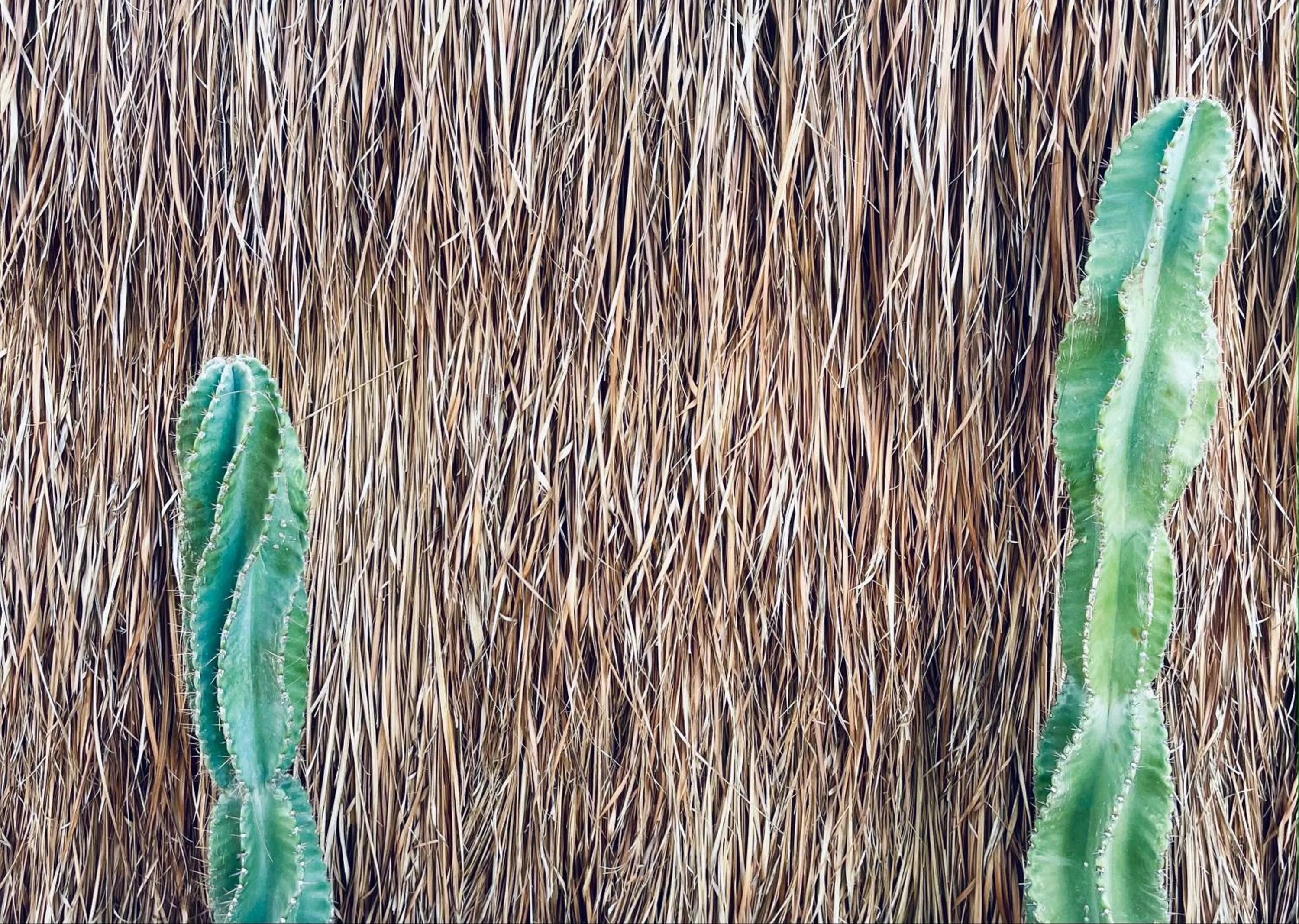 Garden in Pal Mar Glamtainer Tulum