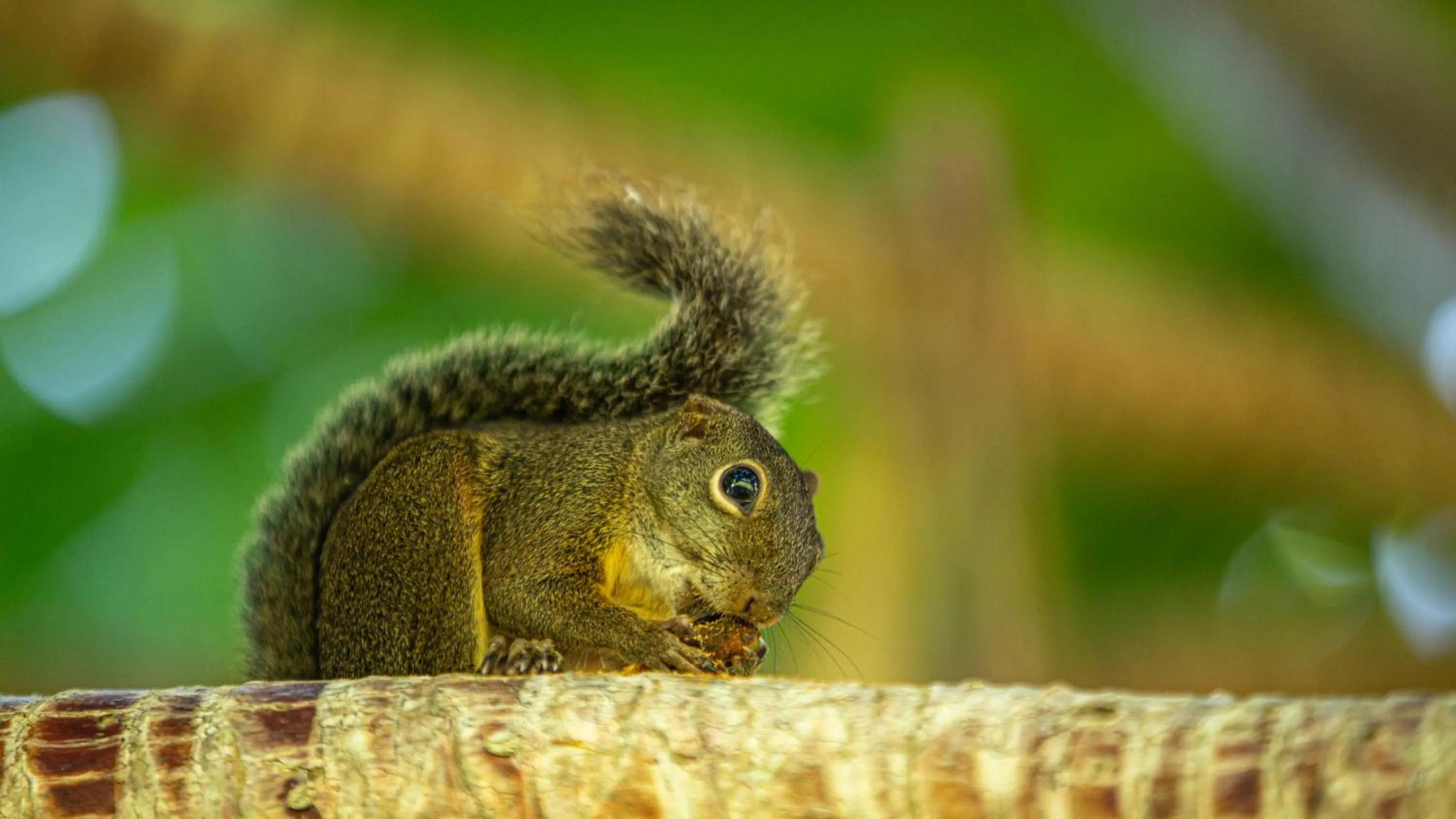 Animals in Hotel Calá & Divino