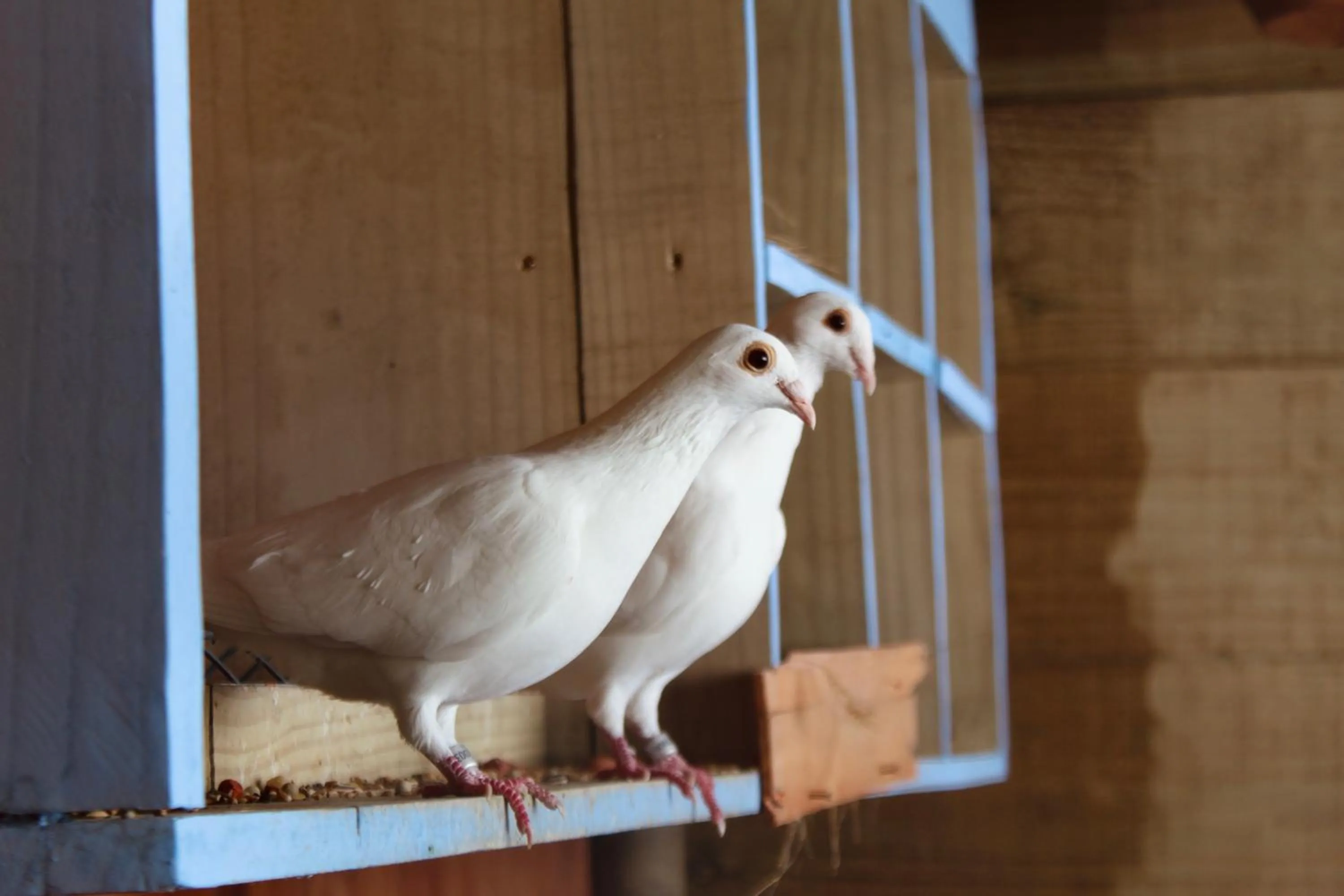 Pets in Hotel Calá & Divino