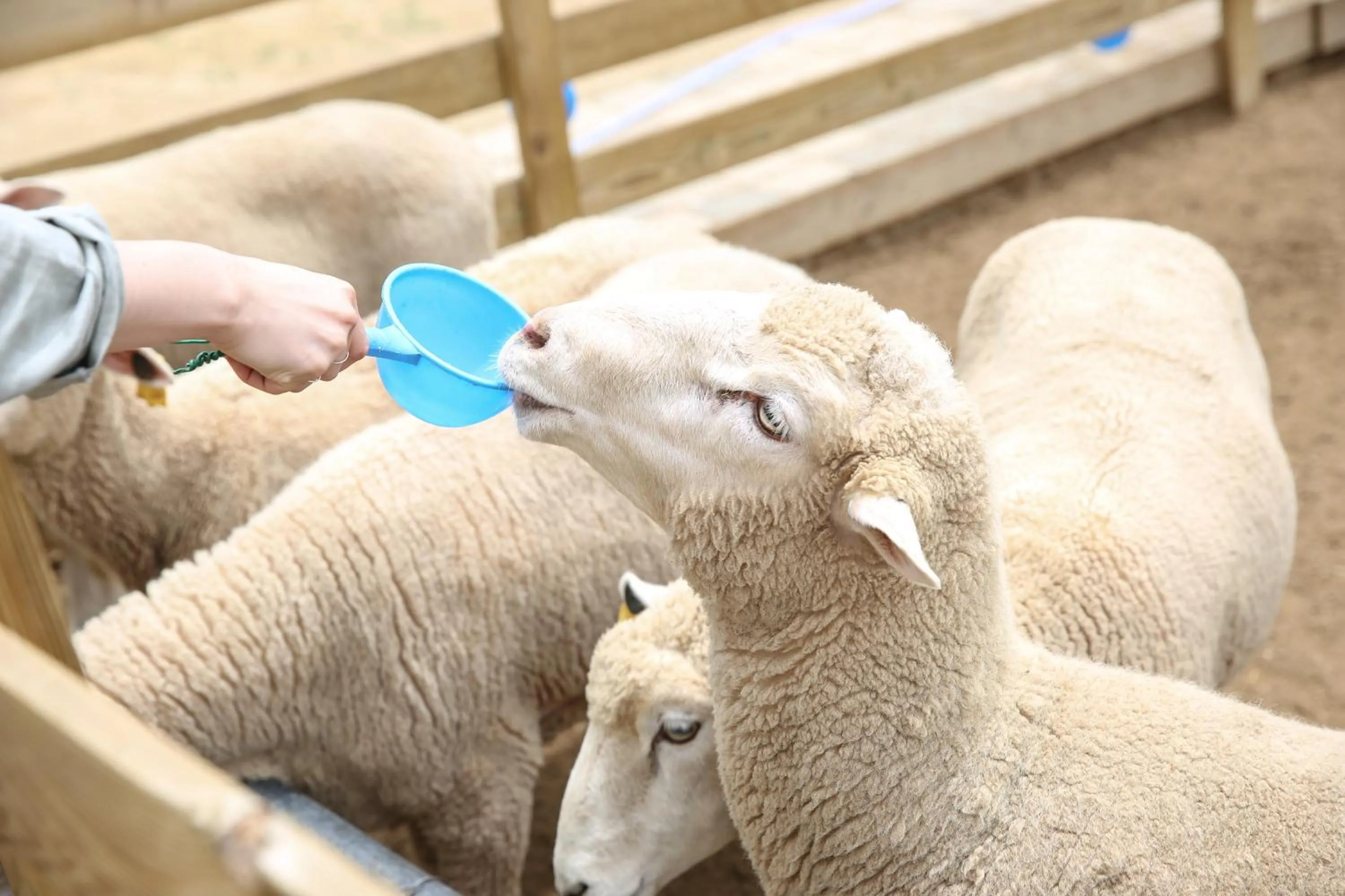 Animals in Ramada Hotel & Suite by Wyndham Gangwon Pyeongchang