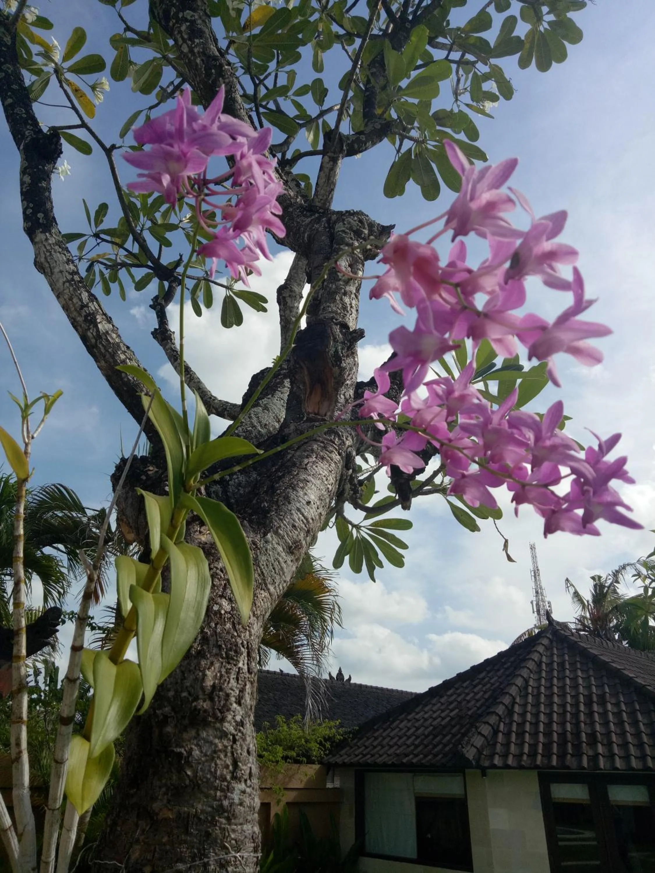 Garden in Bali Dyana Villas