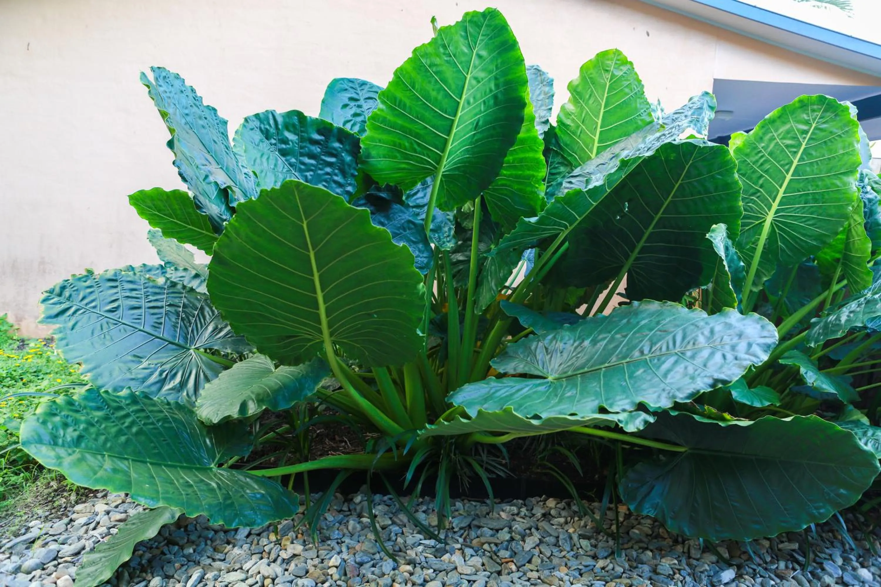 Garden in Birch Resort Port Douglas