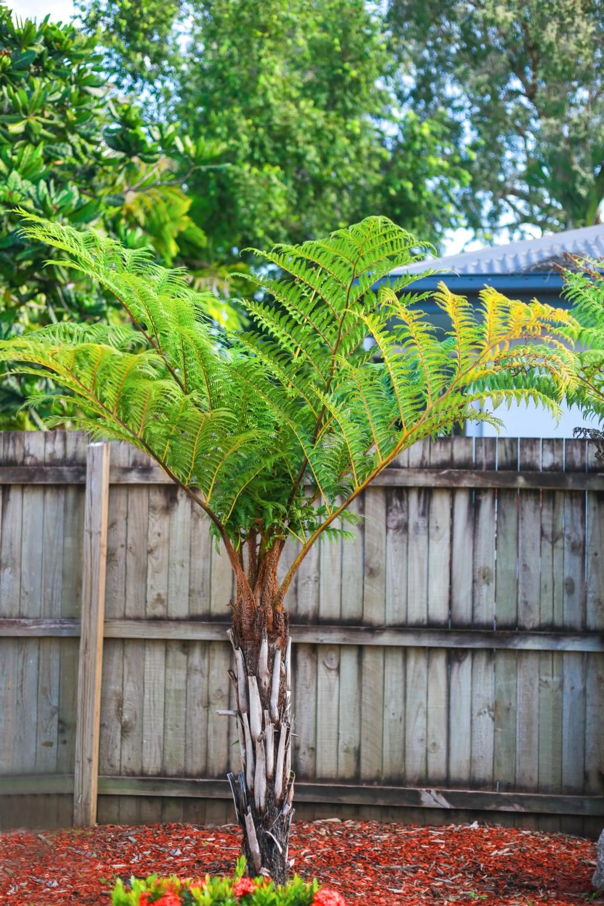 Garden in Birch Resort Port Douglas
