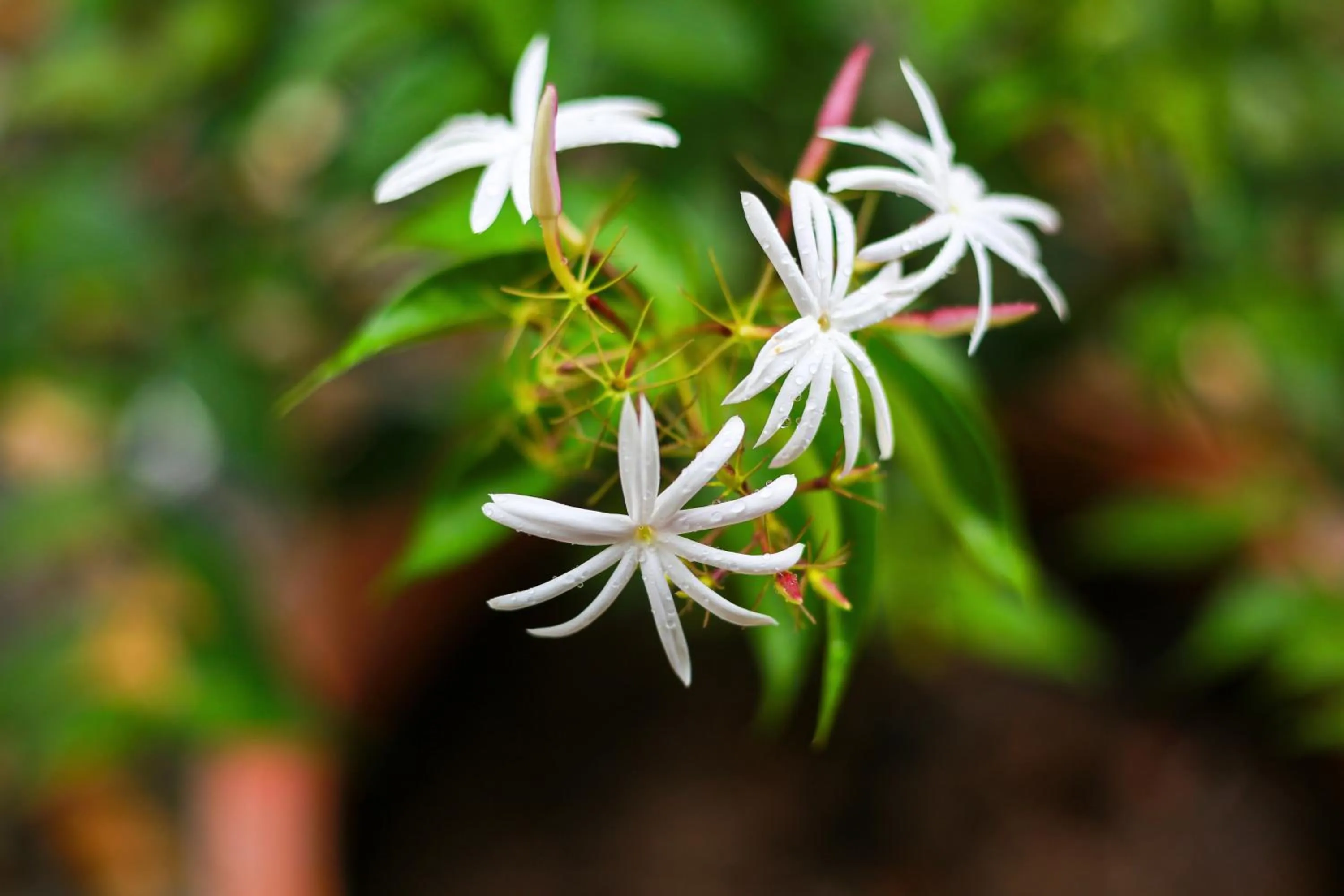 Garden in Birch Resort Port Douglas