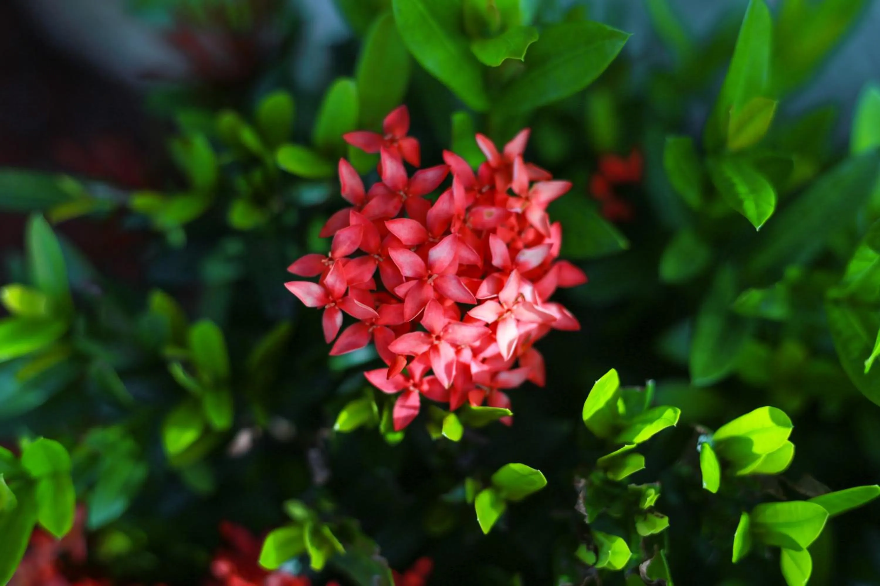 Garden in Birch Resort Port Douglas