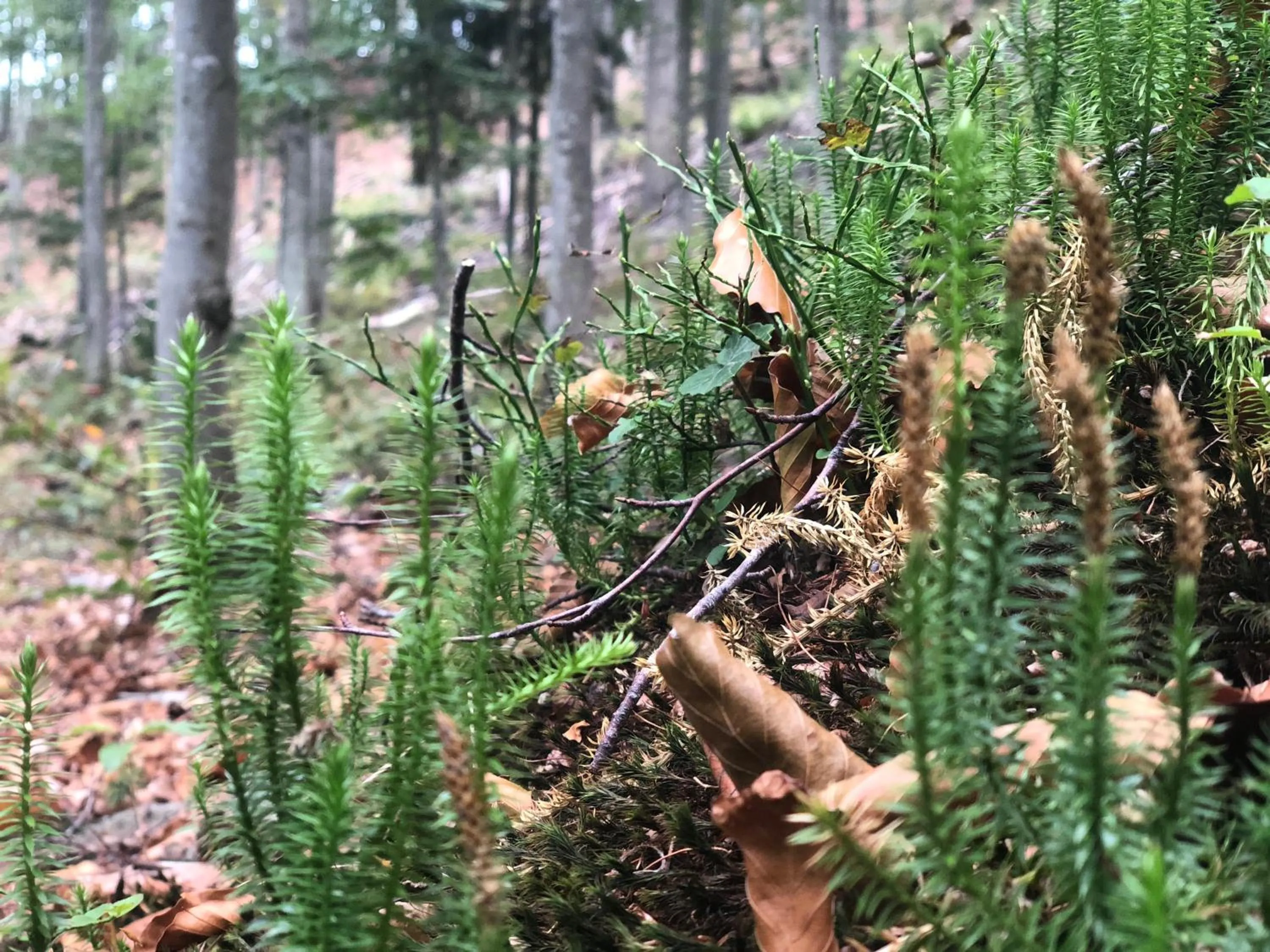 Hiking in Wellnesshotel Riedlberg