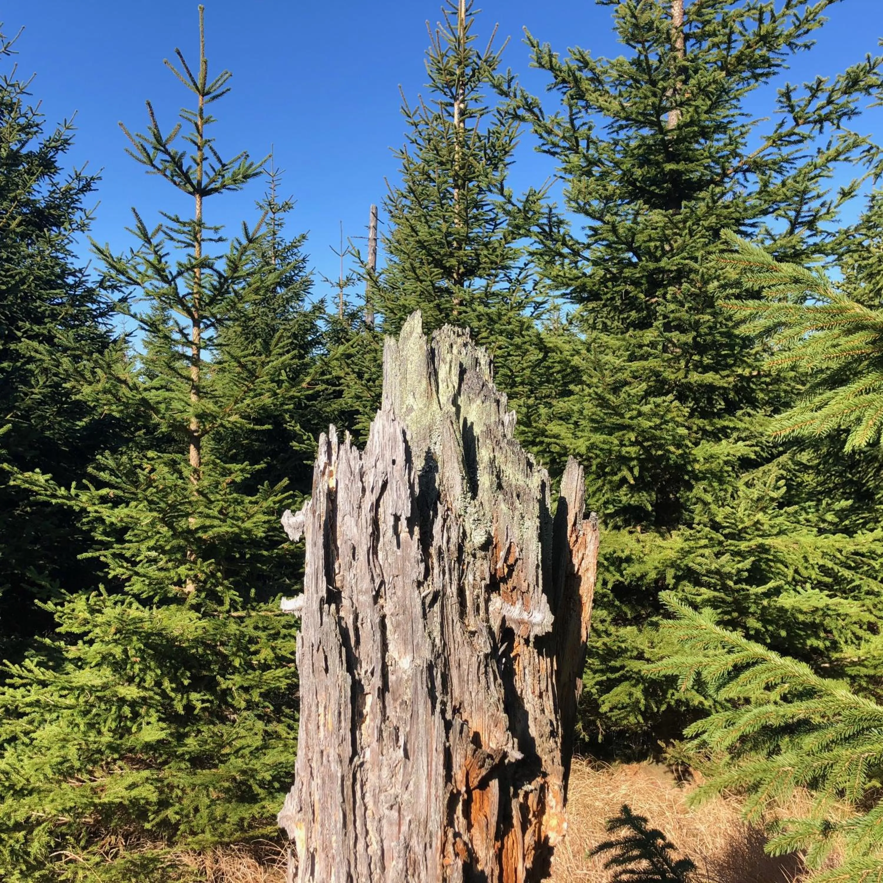 Hiking in Wellnesshotel Riedlberg