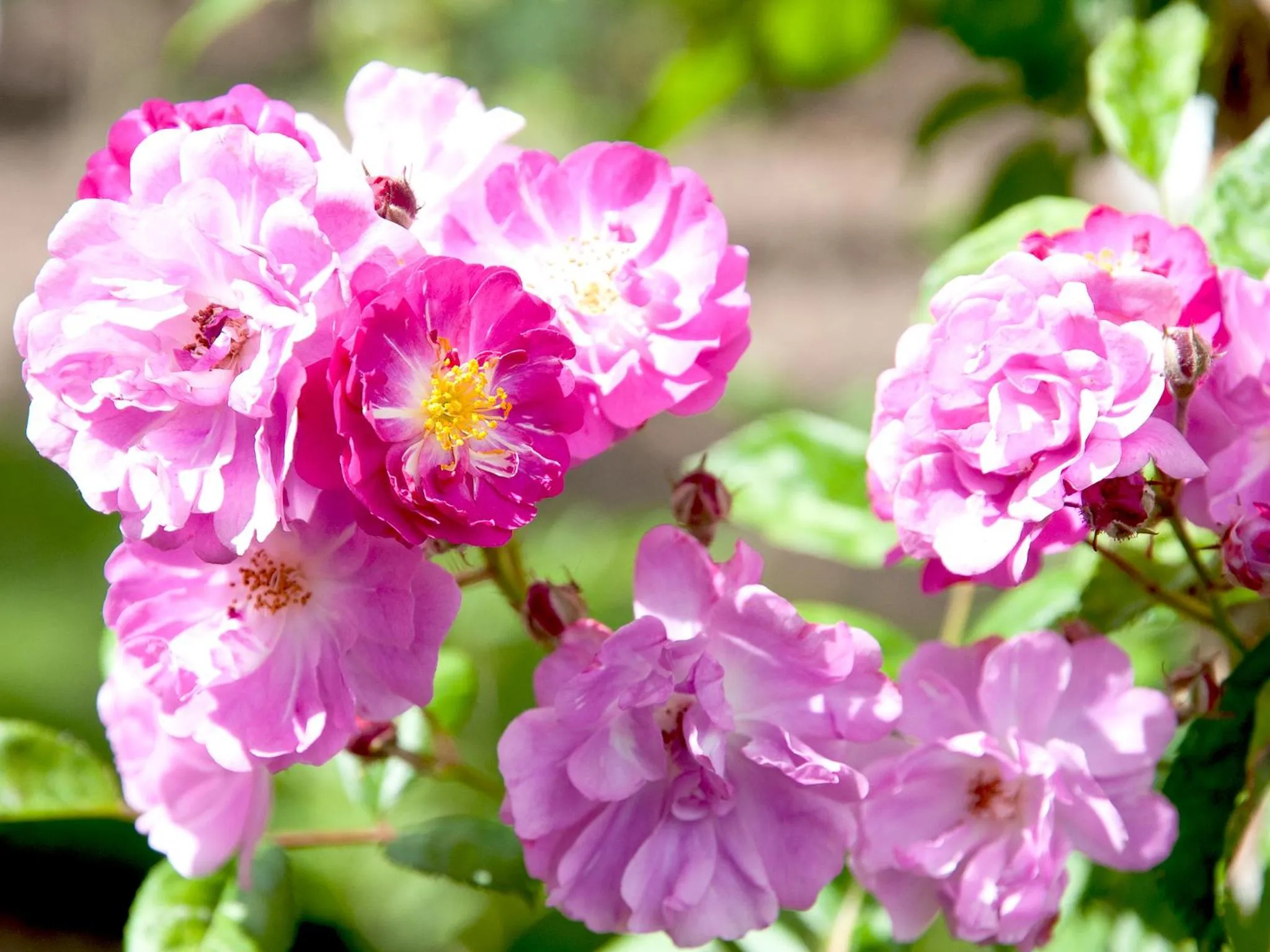 Garden in Amethyst Hotel Garni Lüneburg Inklusive Parkplatz