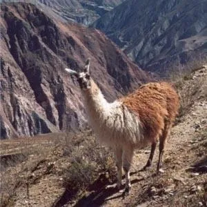 Animals in Hotel Iruya