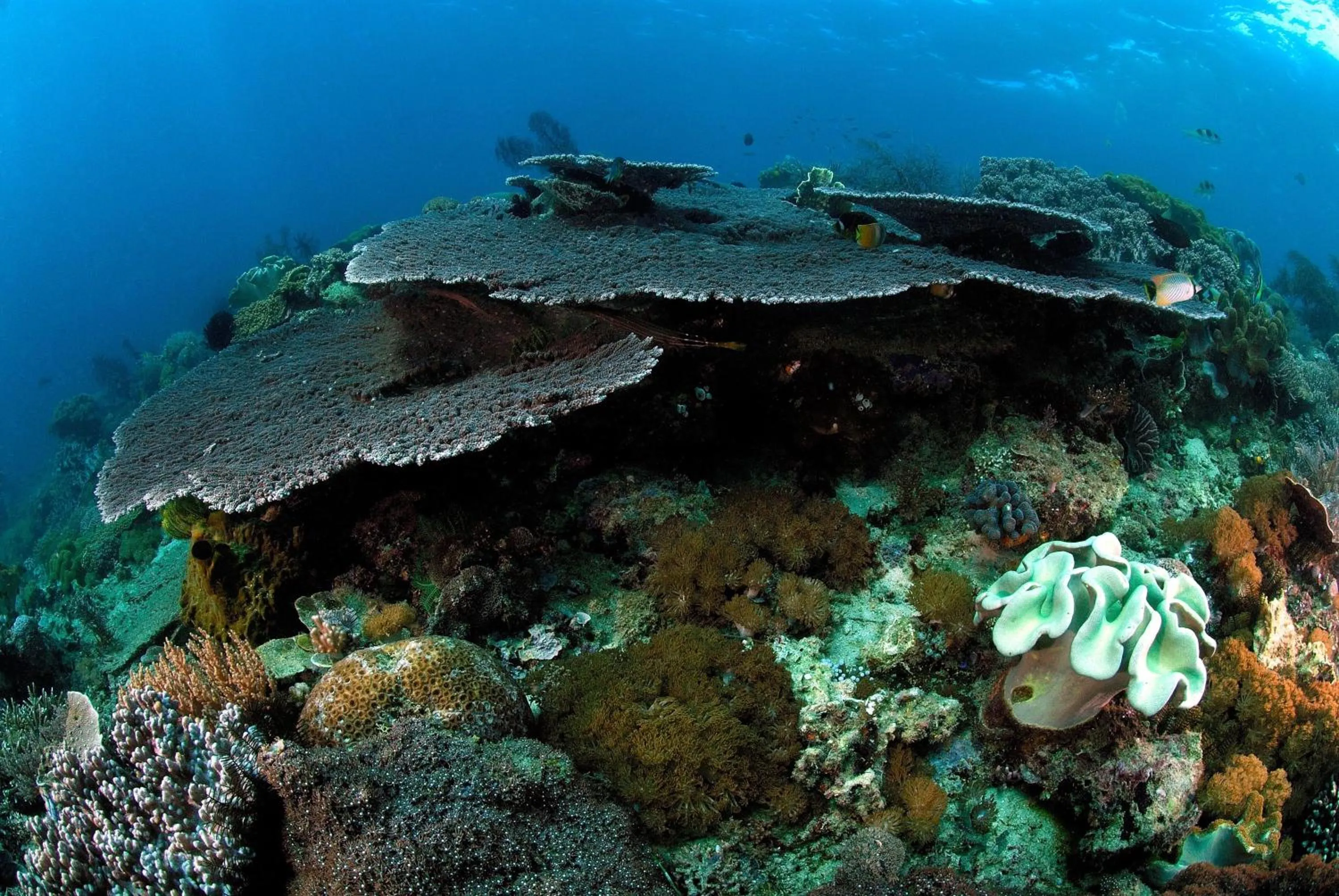 Diving in Guesthouse The 4 Fish