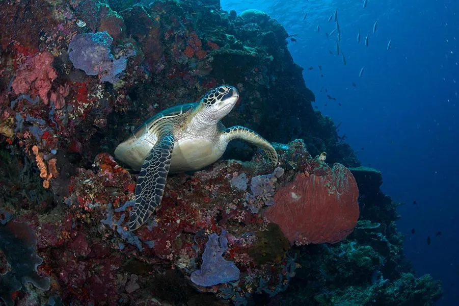 Diving in Guesthouse The 4 Fish