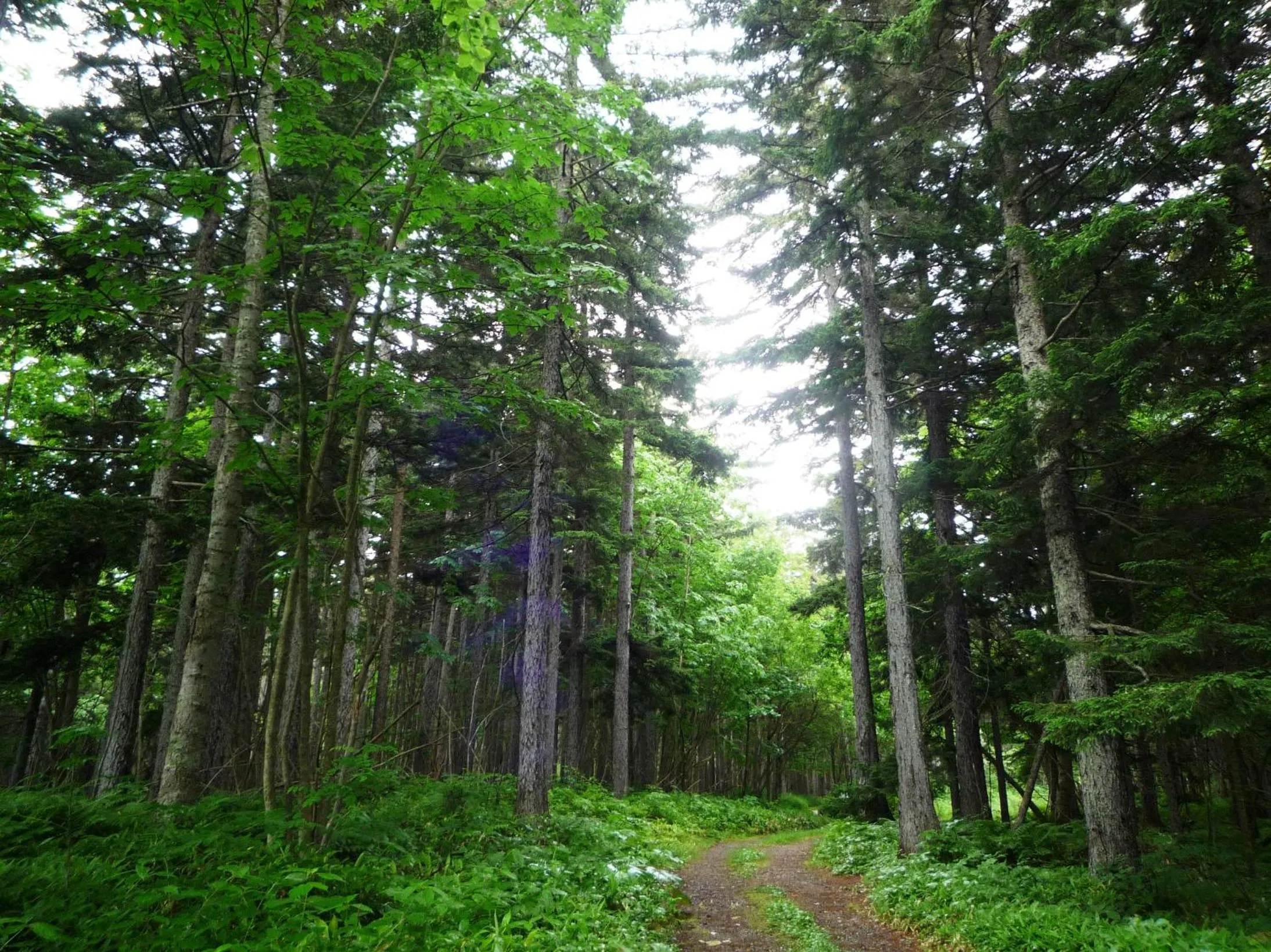 Natural landscape in Oyado Kinkiyu