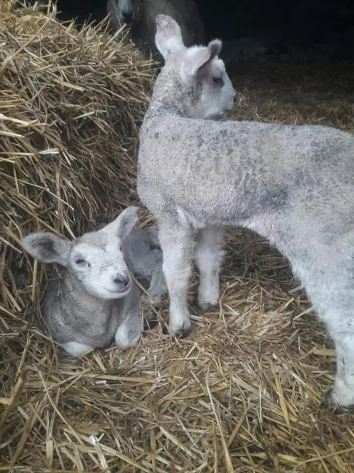 Pets in Éco-domaine Gîtes et Spa - Mer, Nature & Confort - Côte d'Opale
