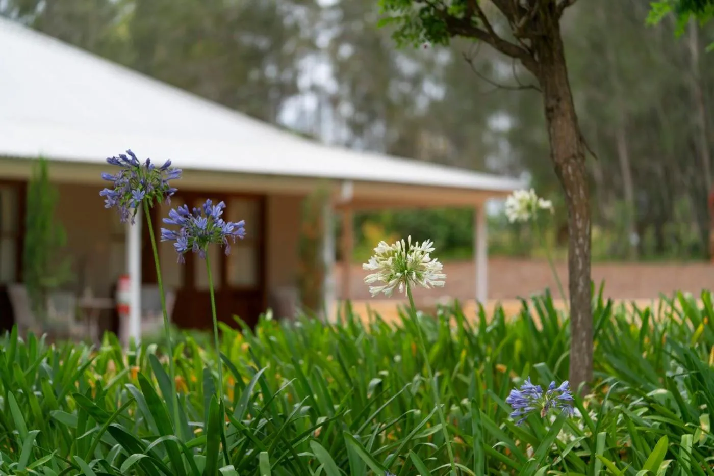 Thistle Hill Guesthouse - walk to many wineries and restaurants