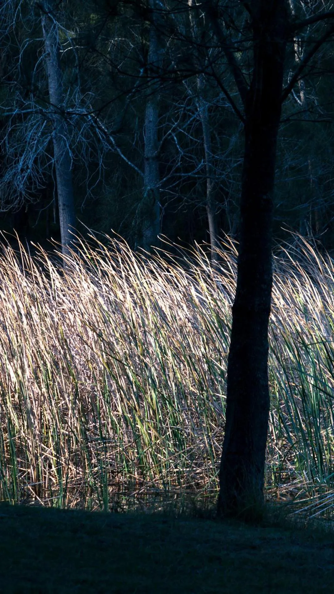 Thistle Hill Guesthouse - walk to many wineries and restaurants