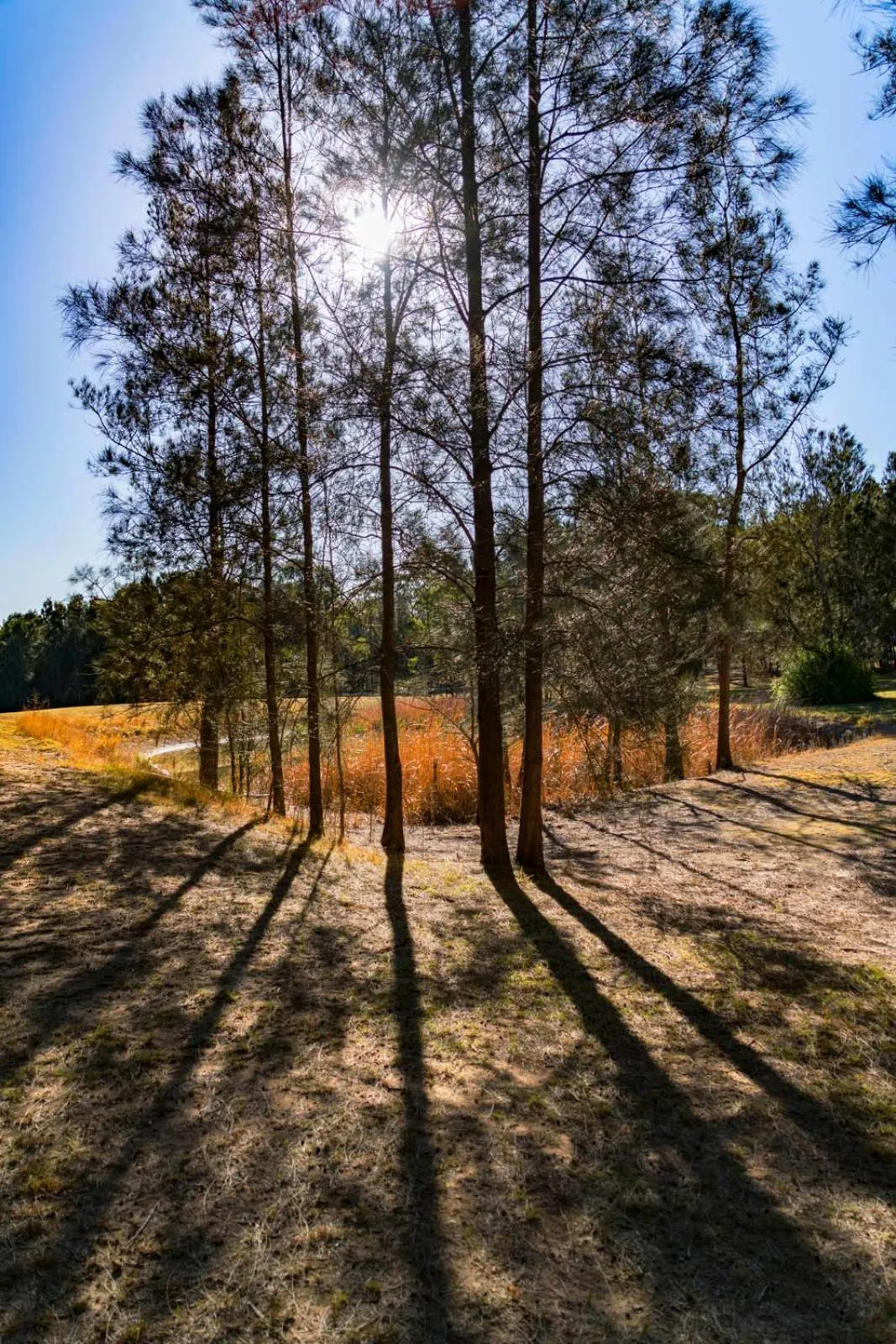 Thistle Hill Guesthouse - walk to many wineries and restaurants