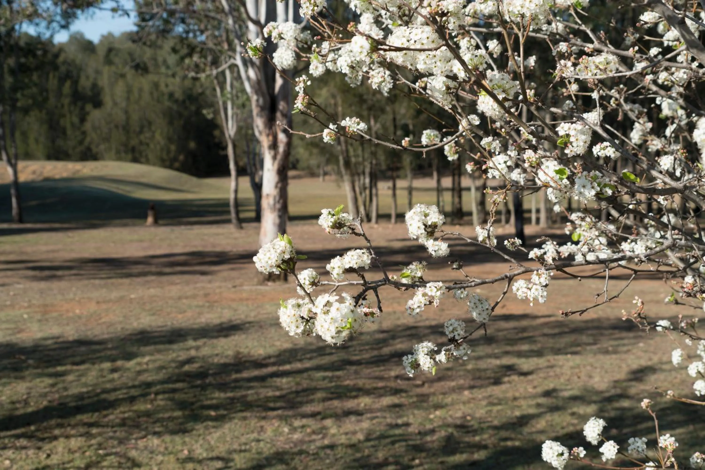 Thistle Hill Guesthouse - walk to many wineries and restaurants
