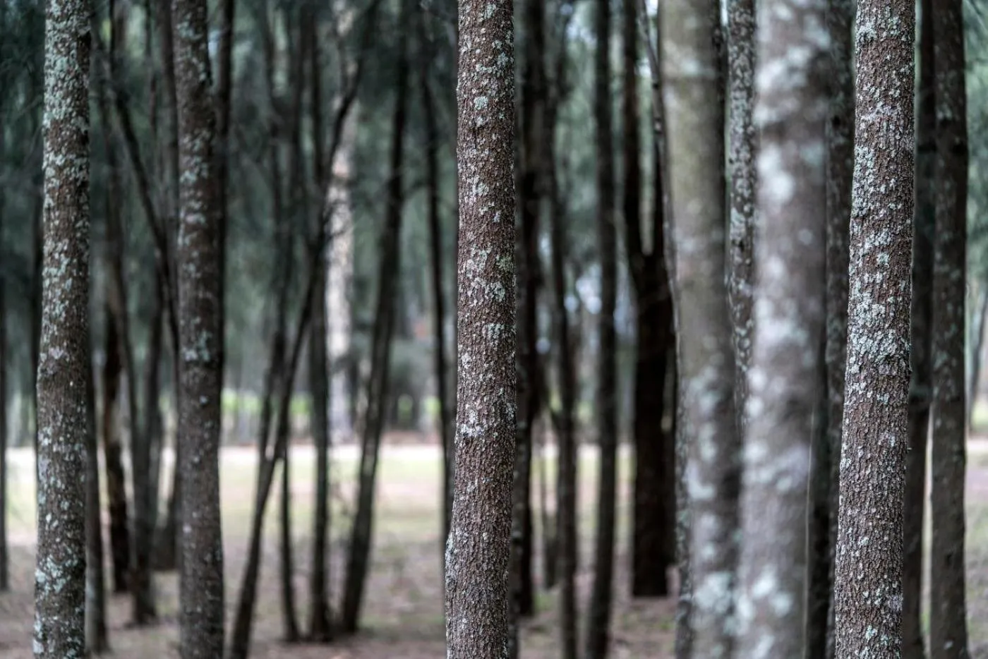 Thistle Hill Guesthouse - walk to many wineries and restaurants