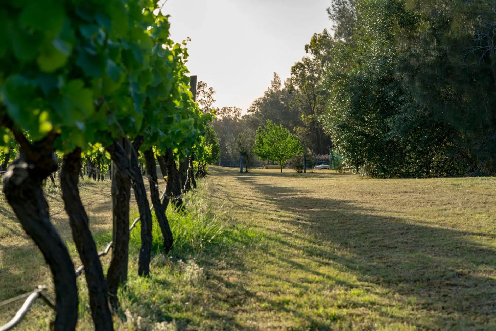 Thistle Hill Guesthouse - walk to many wineries and restaurants