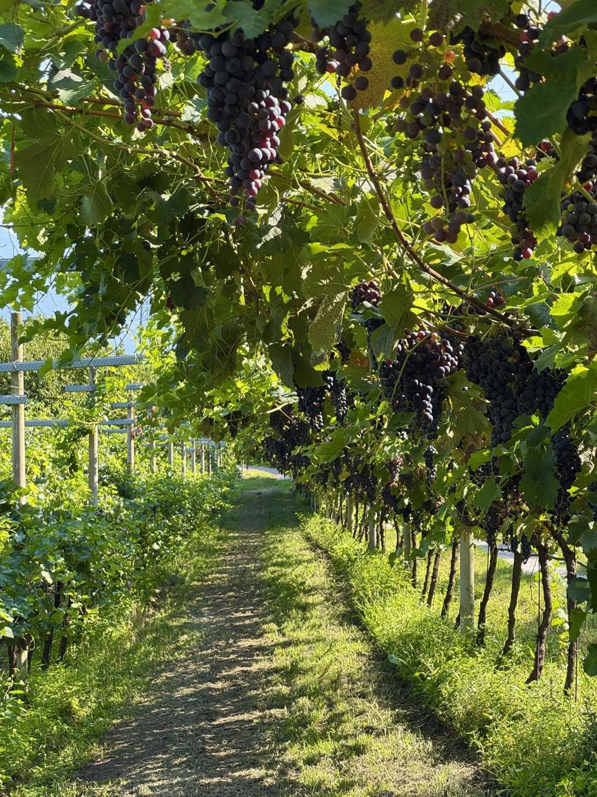 Garden in Agritur Girardelli