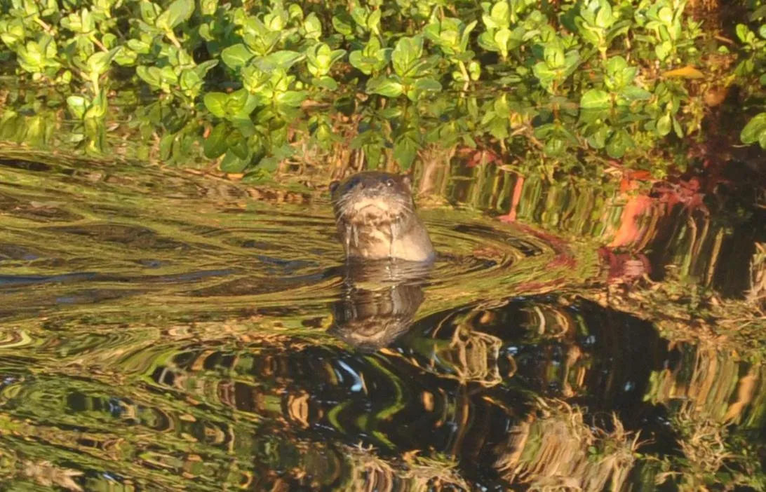 Animals in Carrecalzada