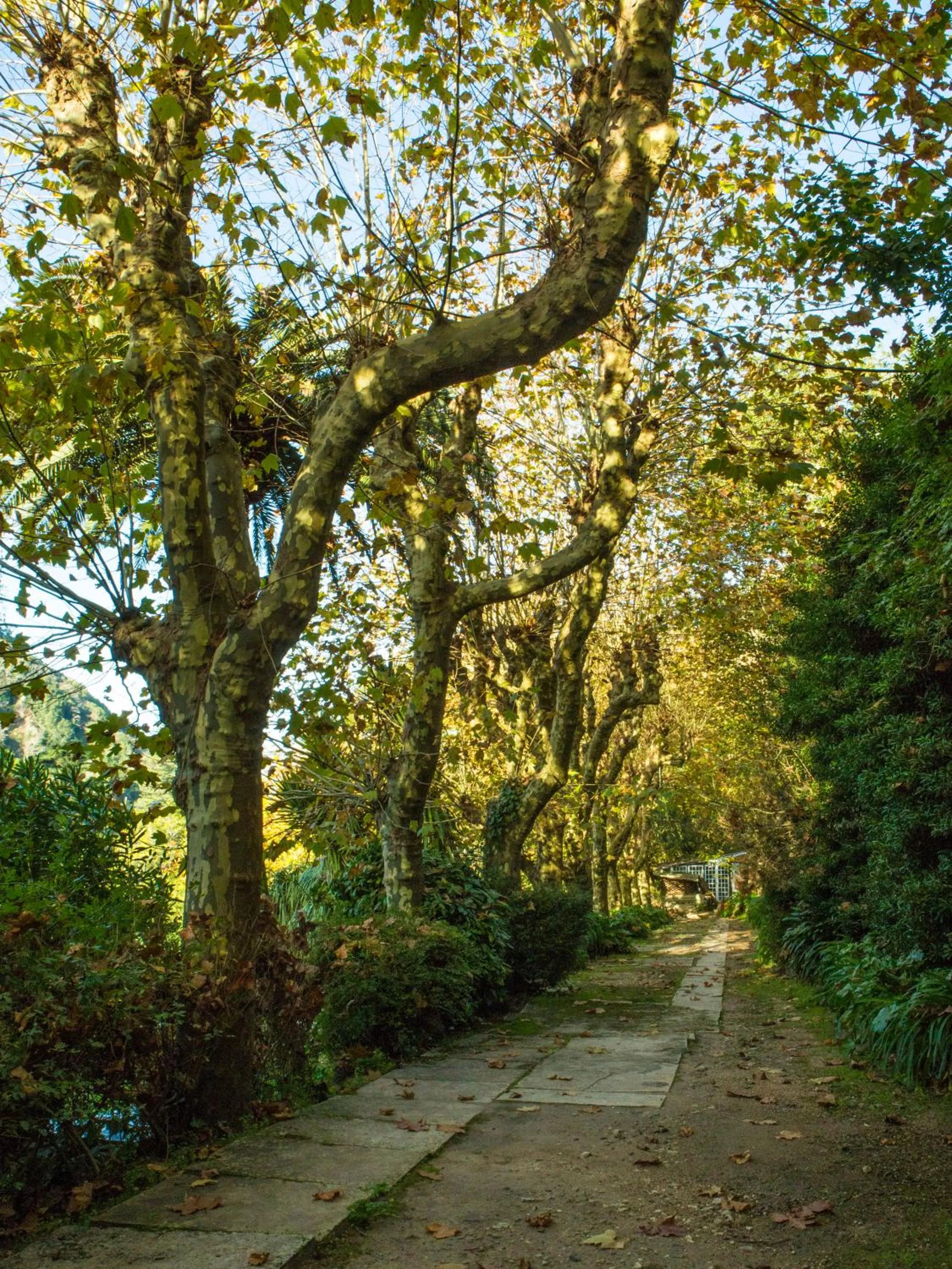 Garden in Hotel Sintra Jardim