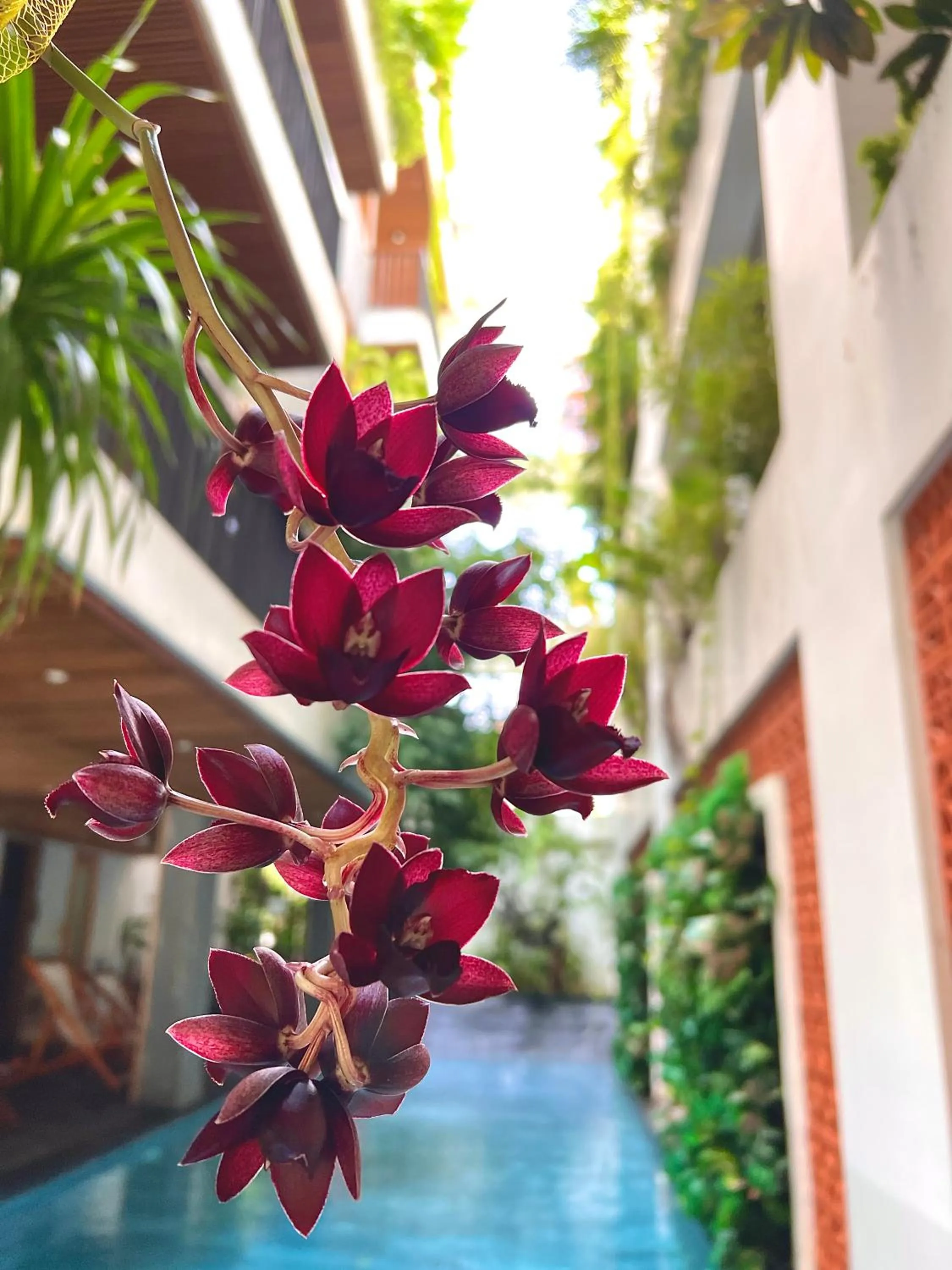 Garden in Ponte Boutique Da Nang