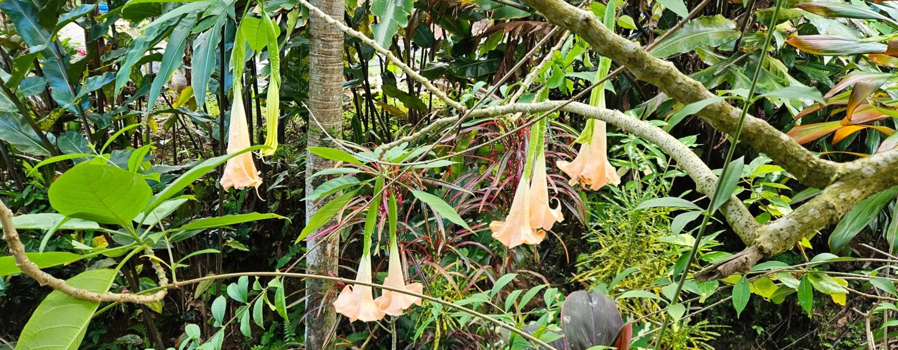 Property building in Hibiscus Valley Inn