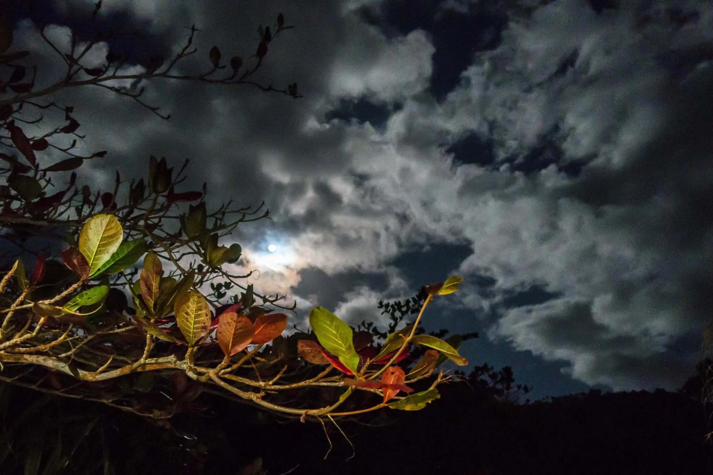 Other in Hibiscus Valley Inn