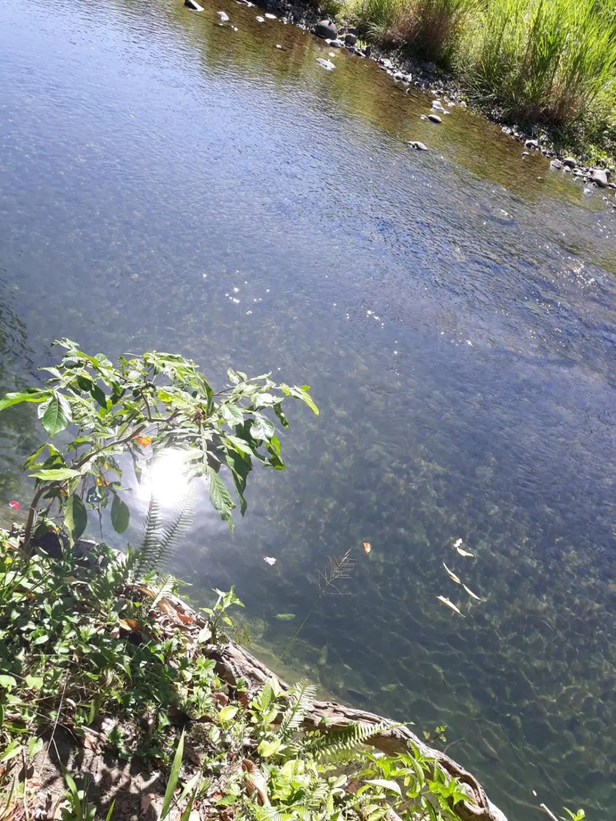 Swimming pool in Hibiscus Valley Inn