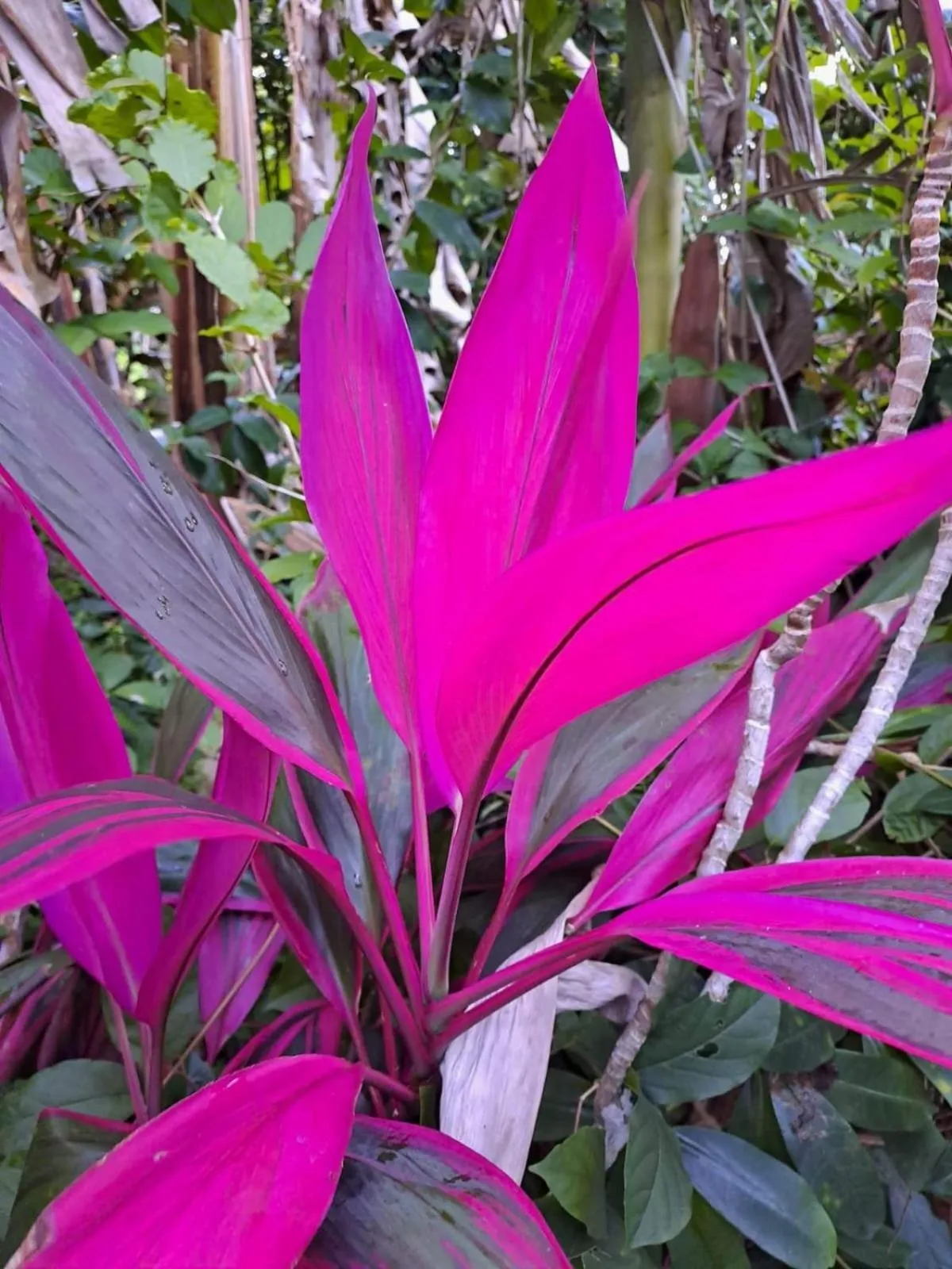 Day in Hibiscus Valley Inn