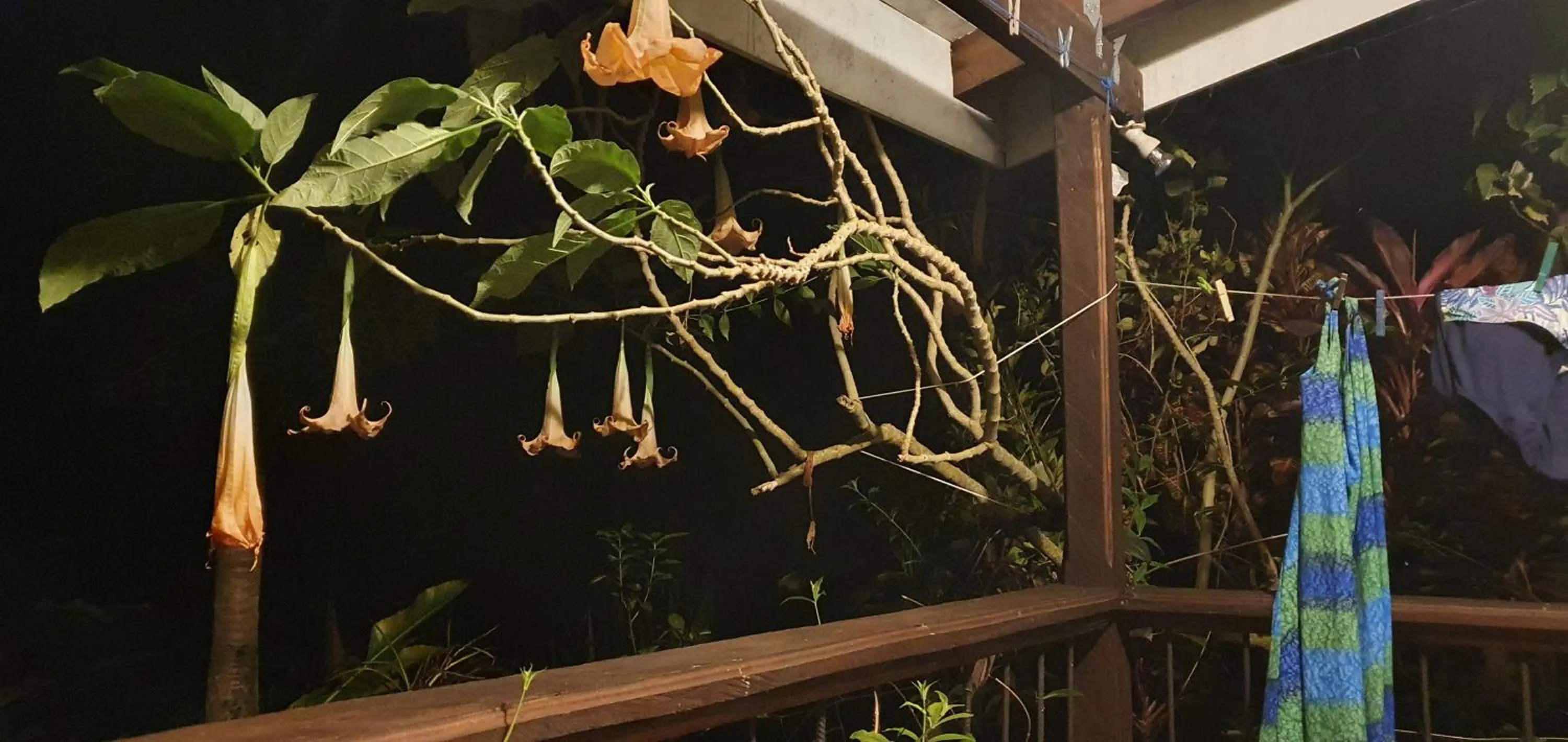 Night in Hibiscus Valley Inn