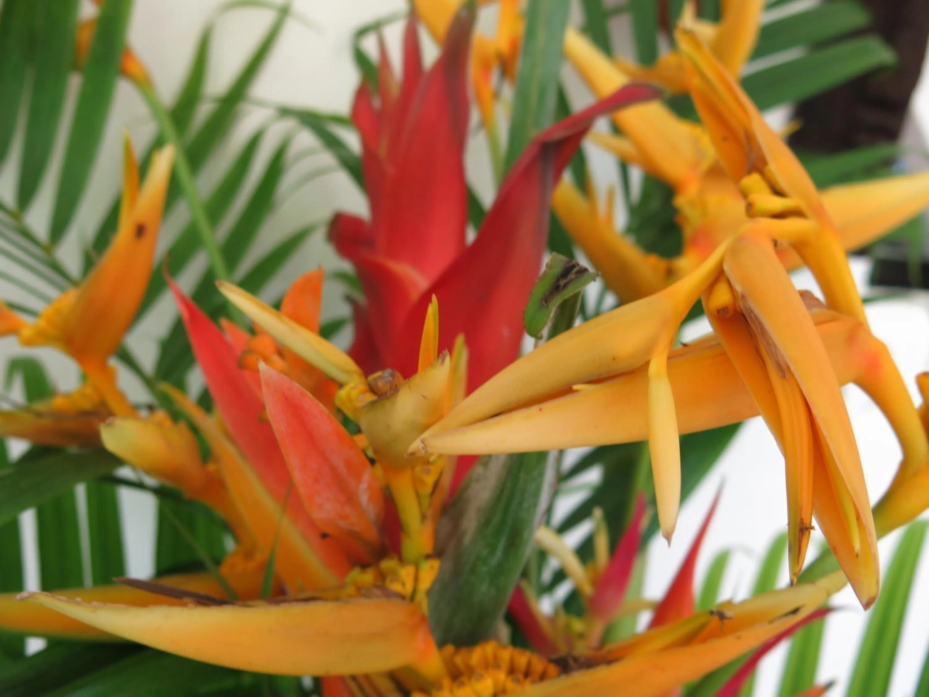 Breakfast in Hibiscus Valley Inn