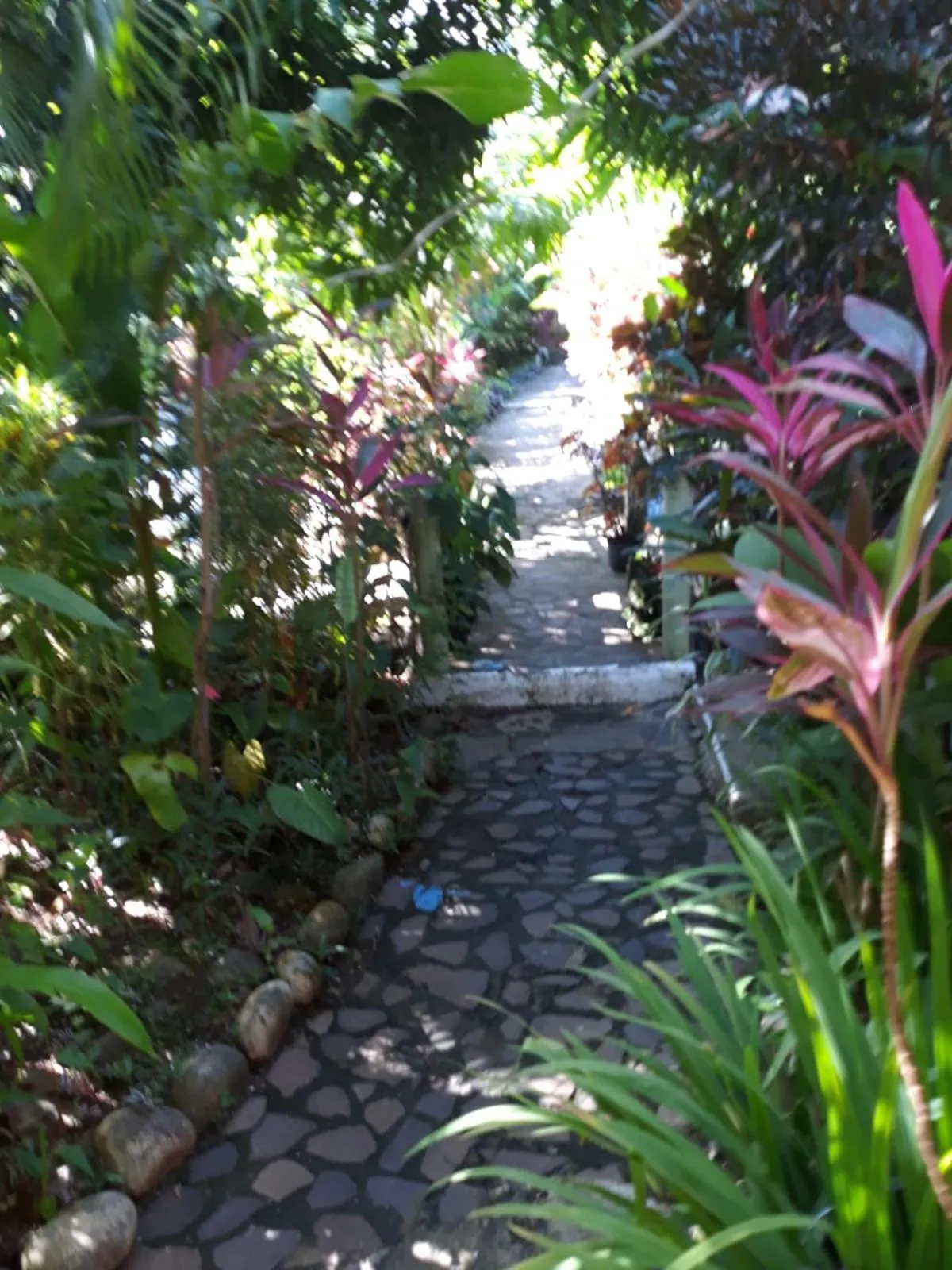 Garden in Hibiscus Valley Inn