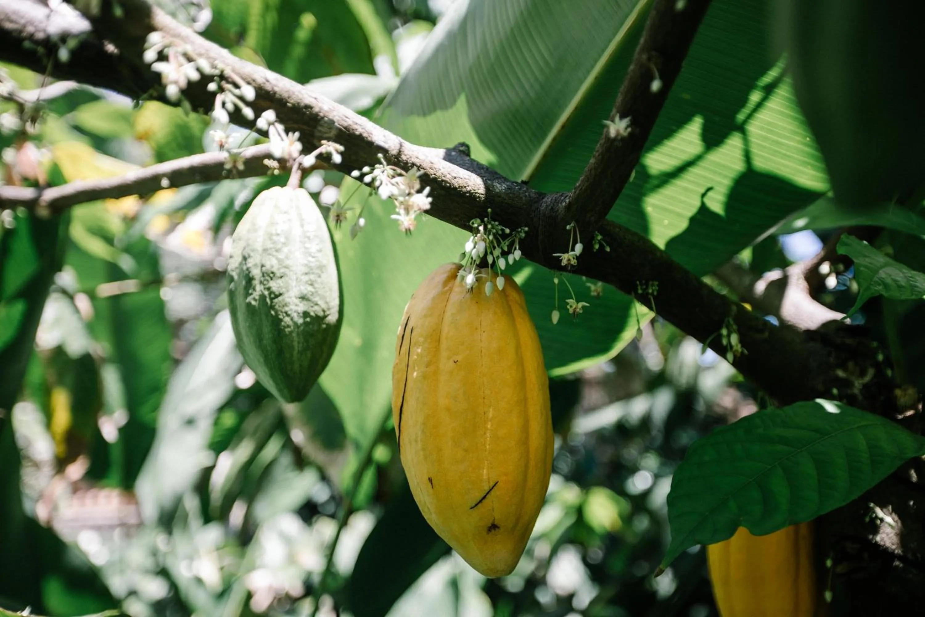 Garden in Pousada Burundanga