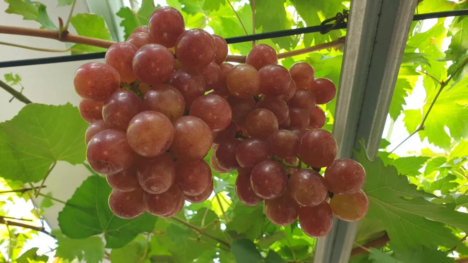 Food in The Banyumas Villa