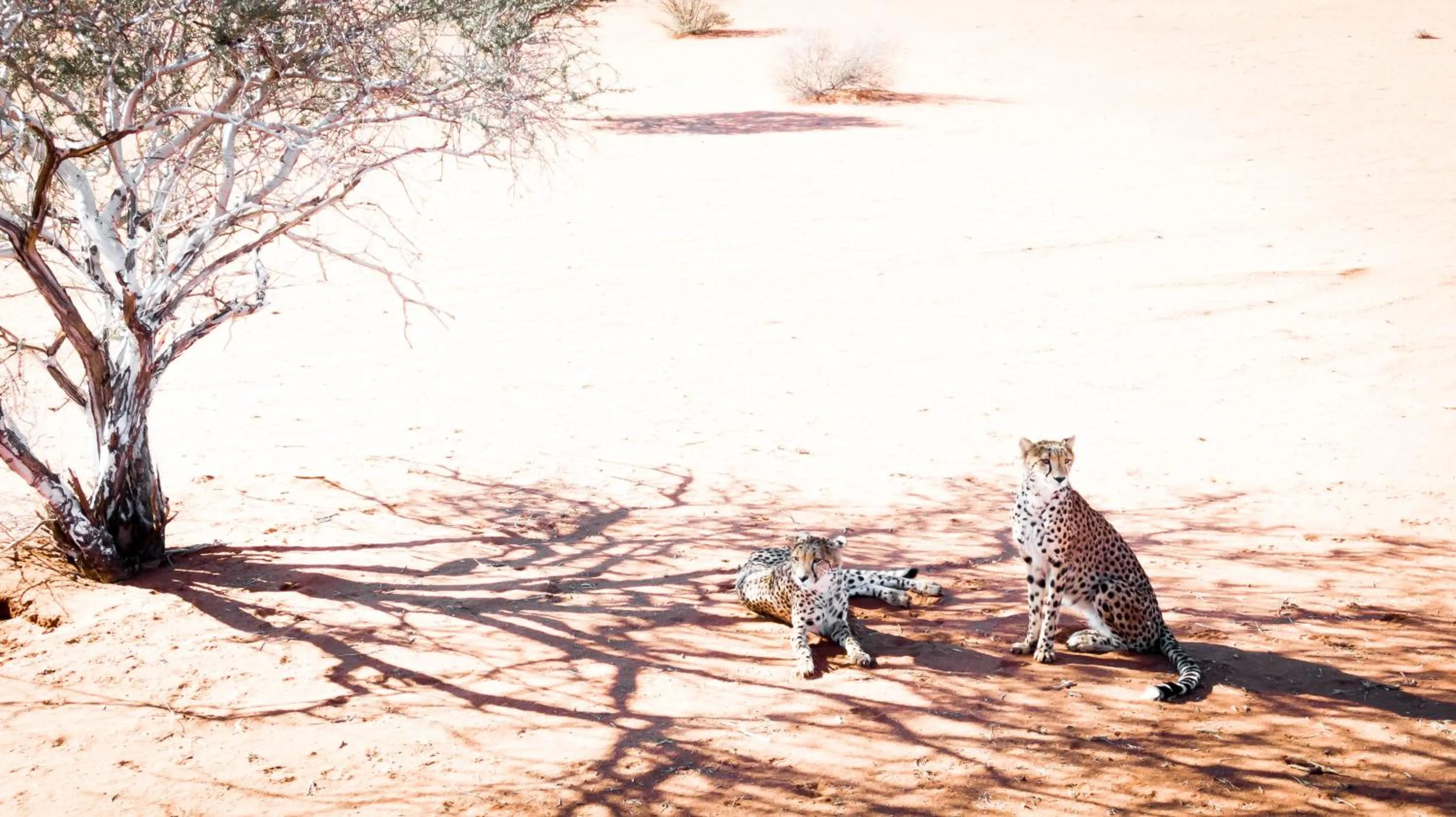 Bagatelle Kalahari Game Ranch