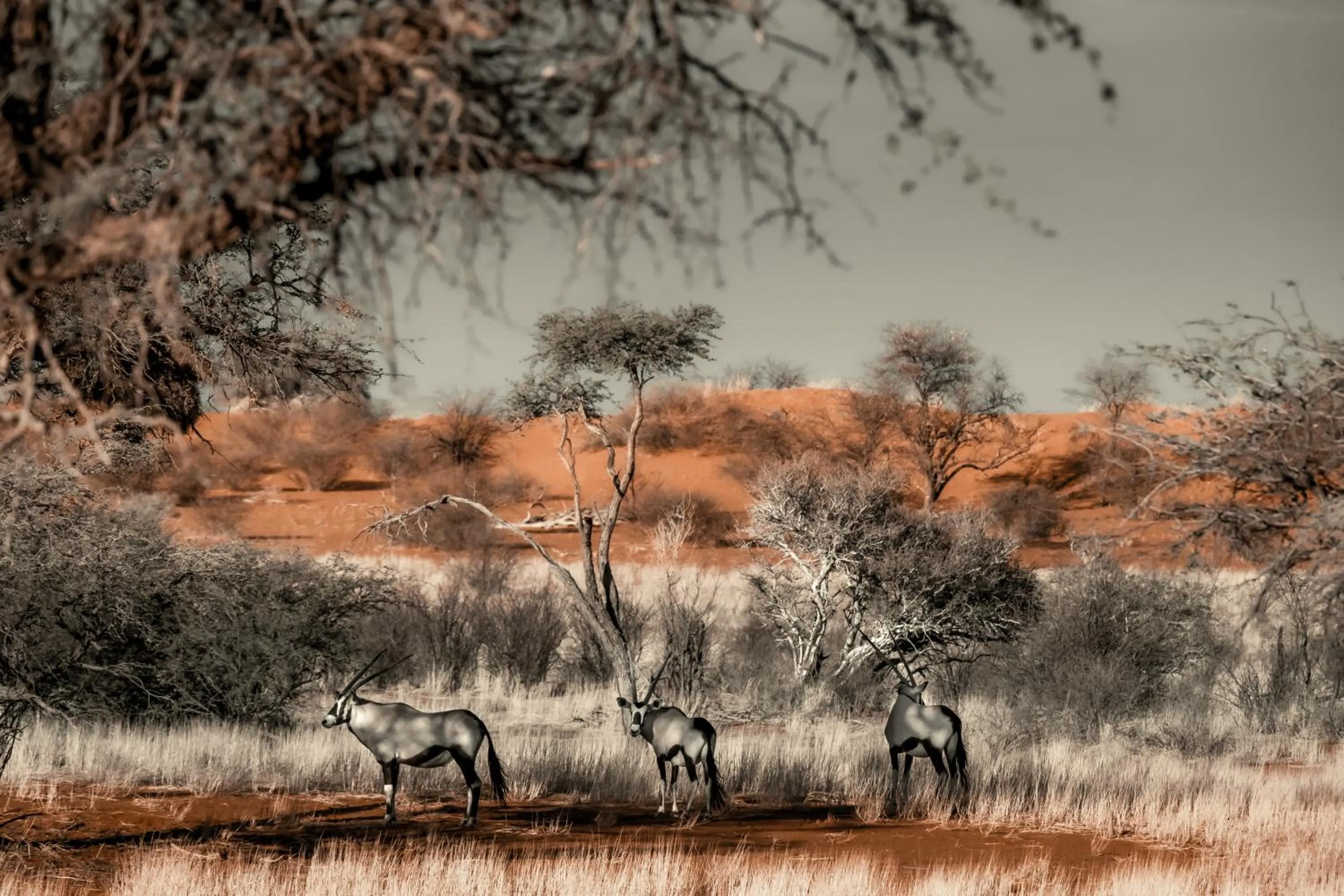 Bagatelle Kalahari Game Ranch