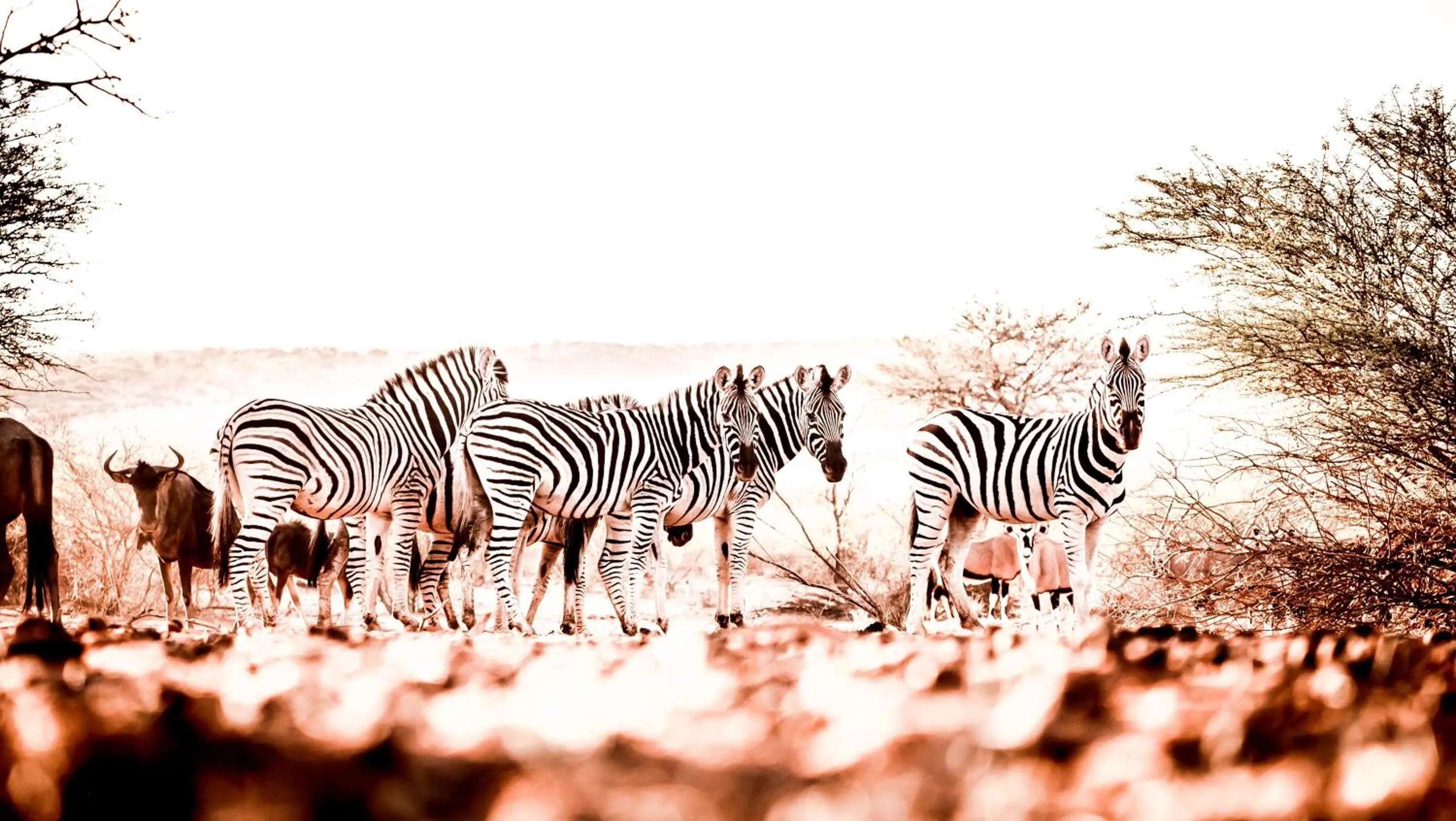 Animals in Bagatelle Kalahari Game Ranch