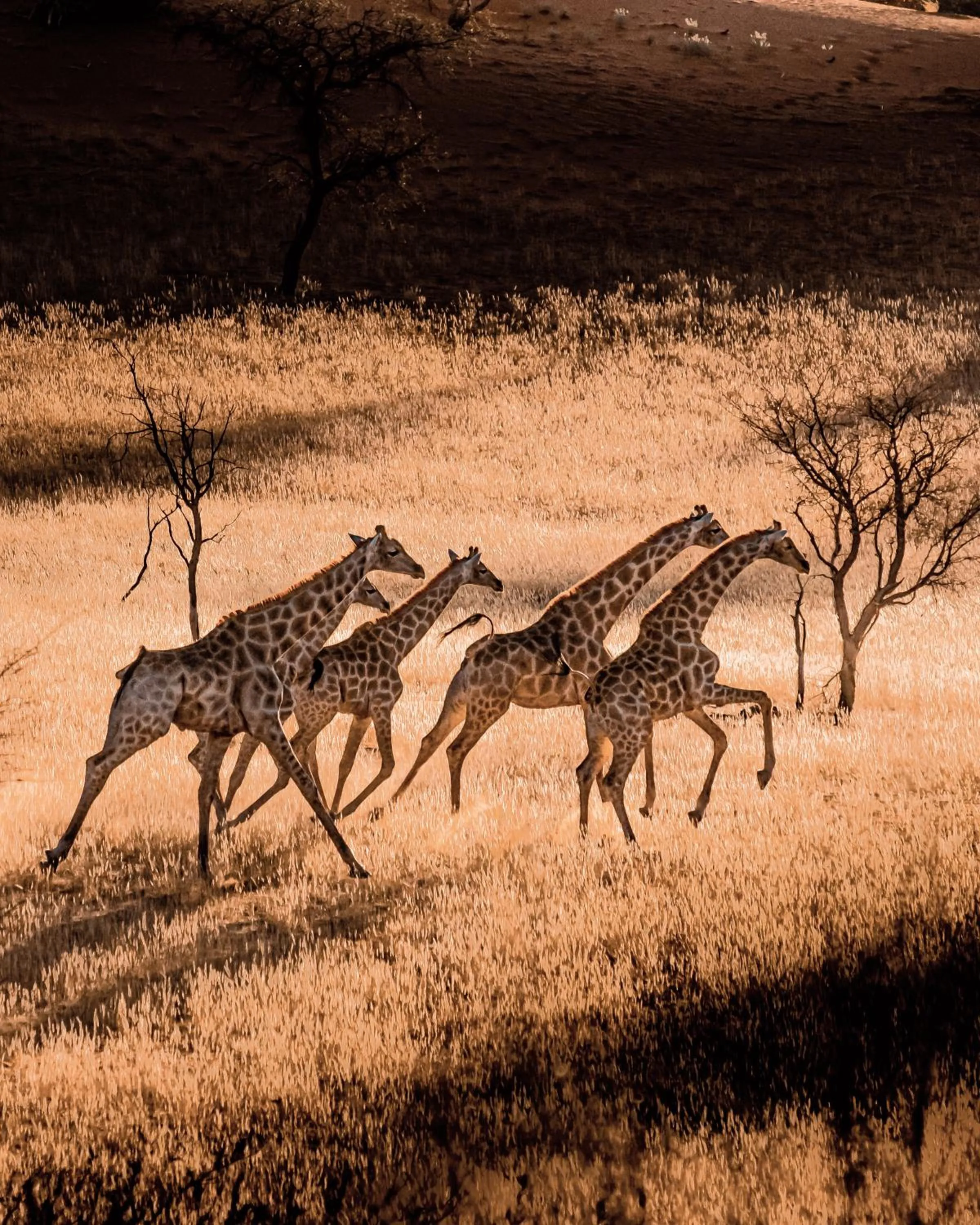 Animals in Bagatelle Kalahari Game Ranch