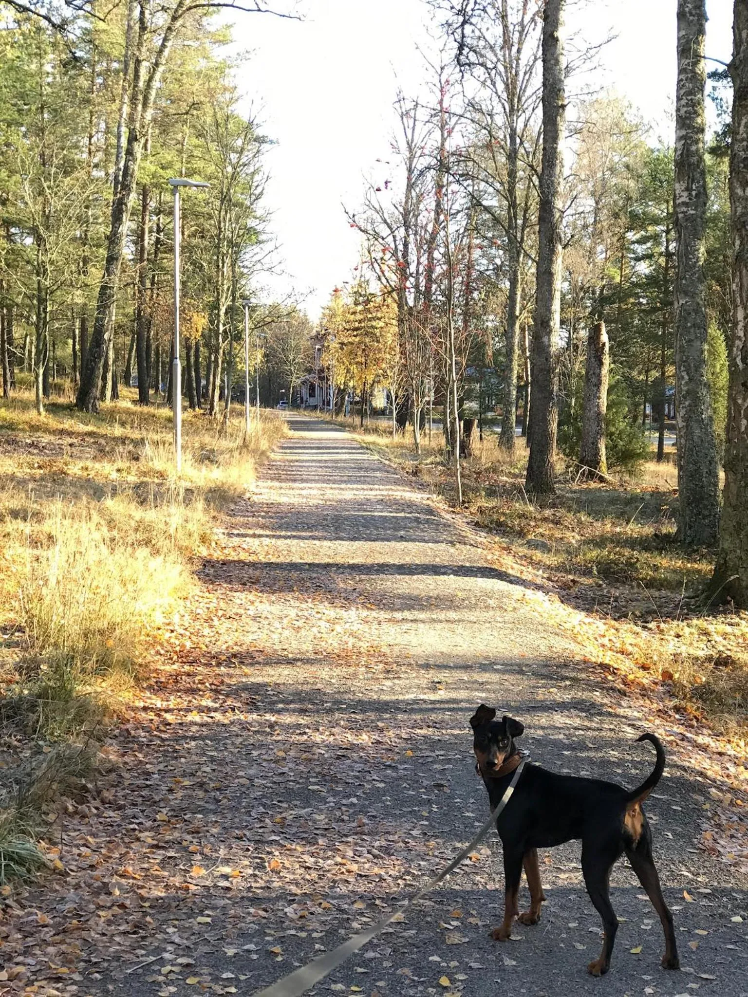Pets in Hotell Plevnagården
