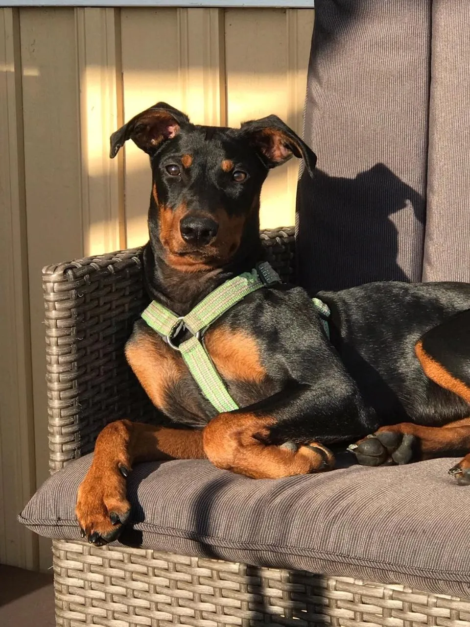 Pets in Hotell Plevnagården