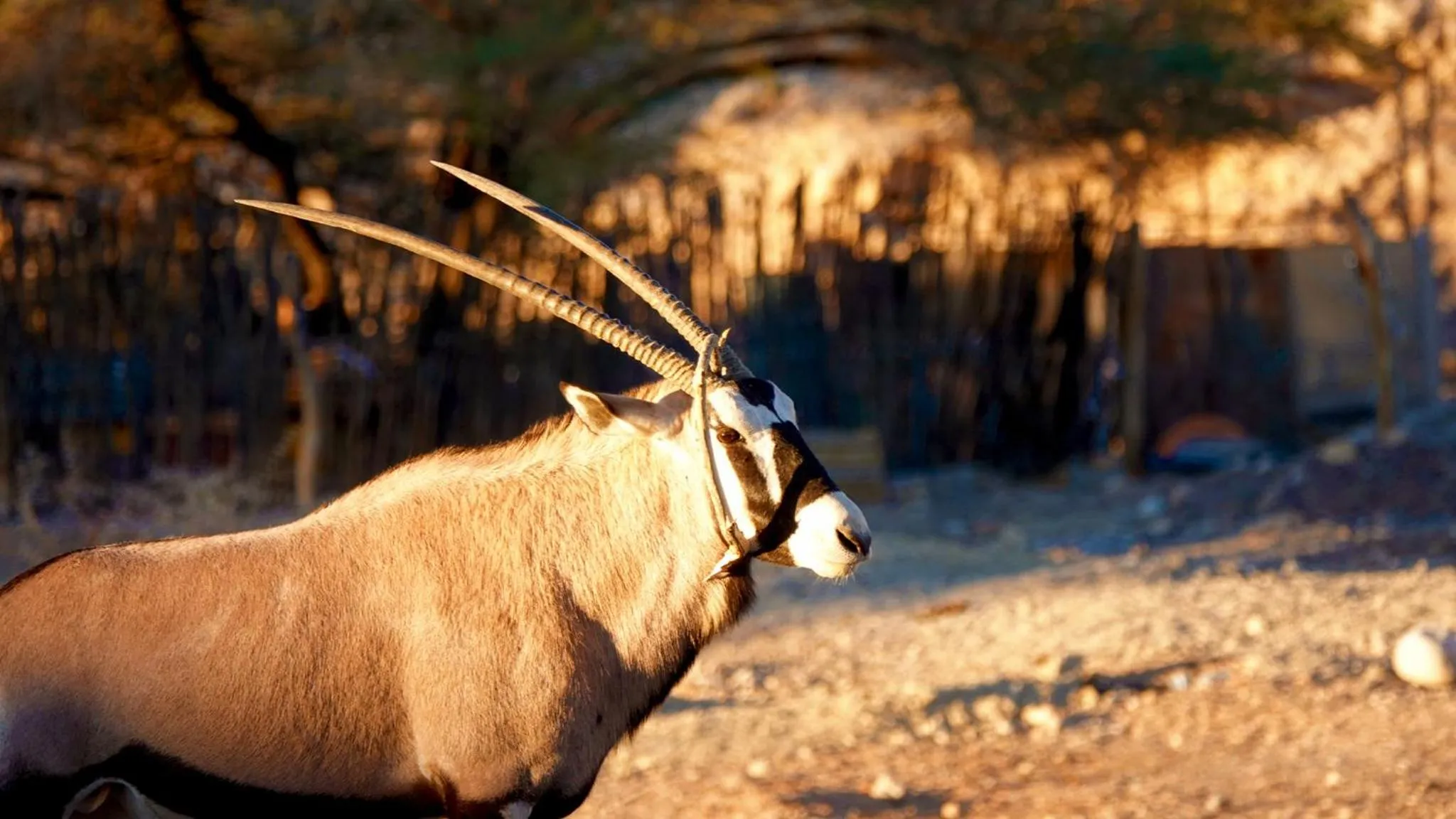 Animals in Agama Lodge