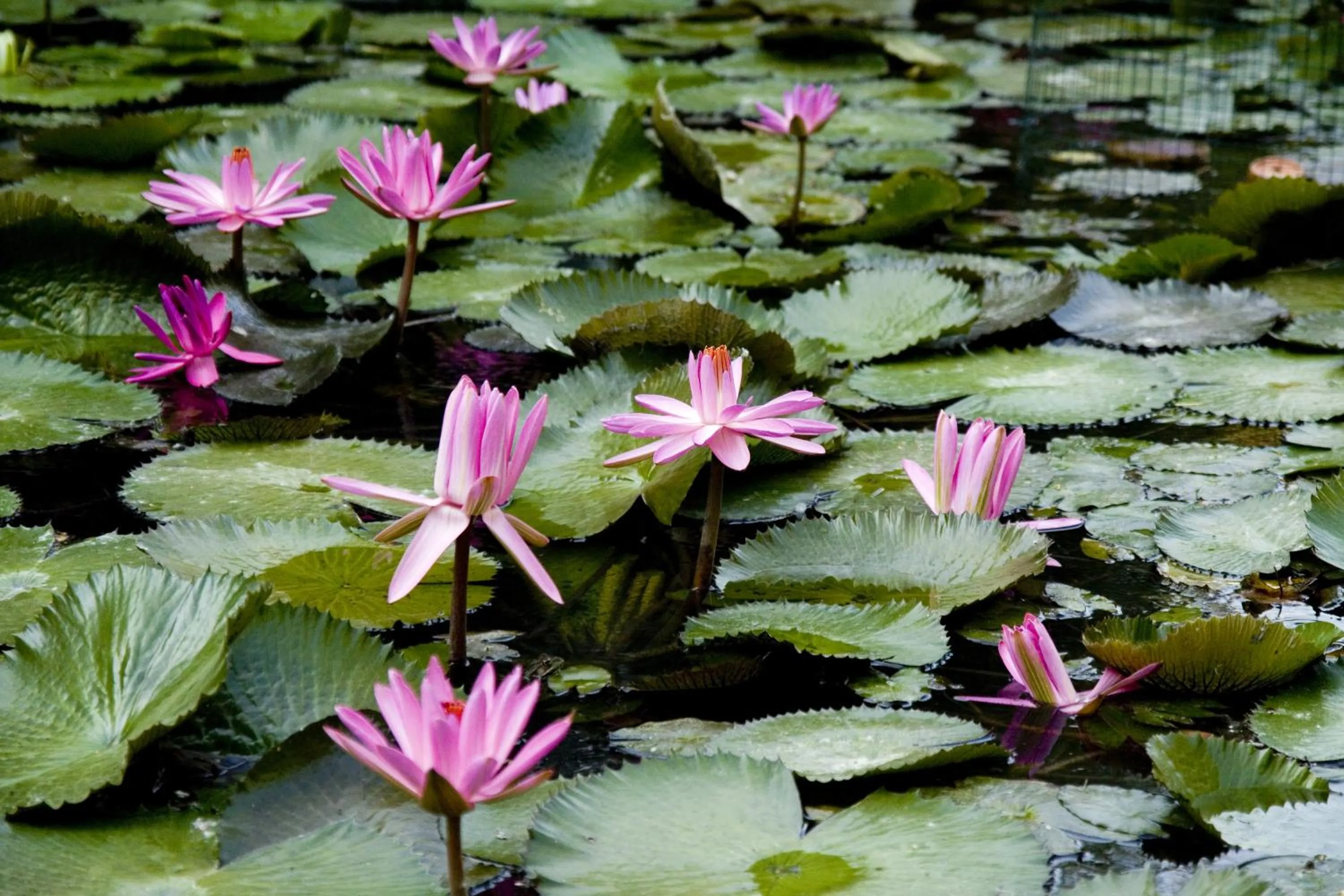 Natural landscape in Ensana Pro Patria
