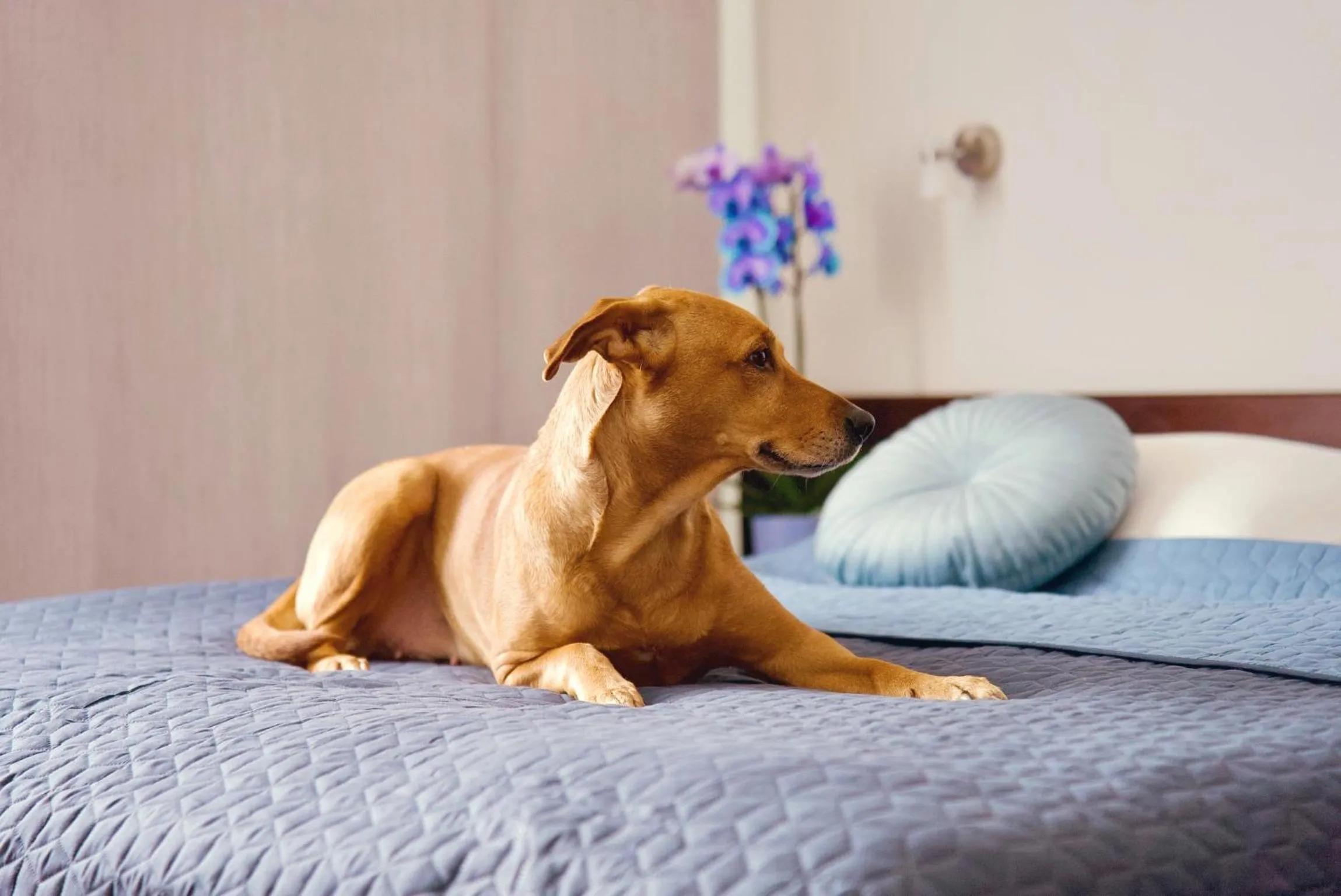 Bed in Hotel Merkur - Jablonec nad Nisou