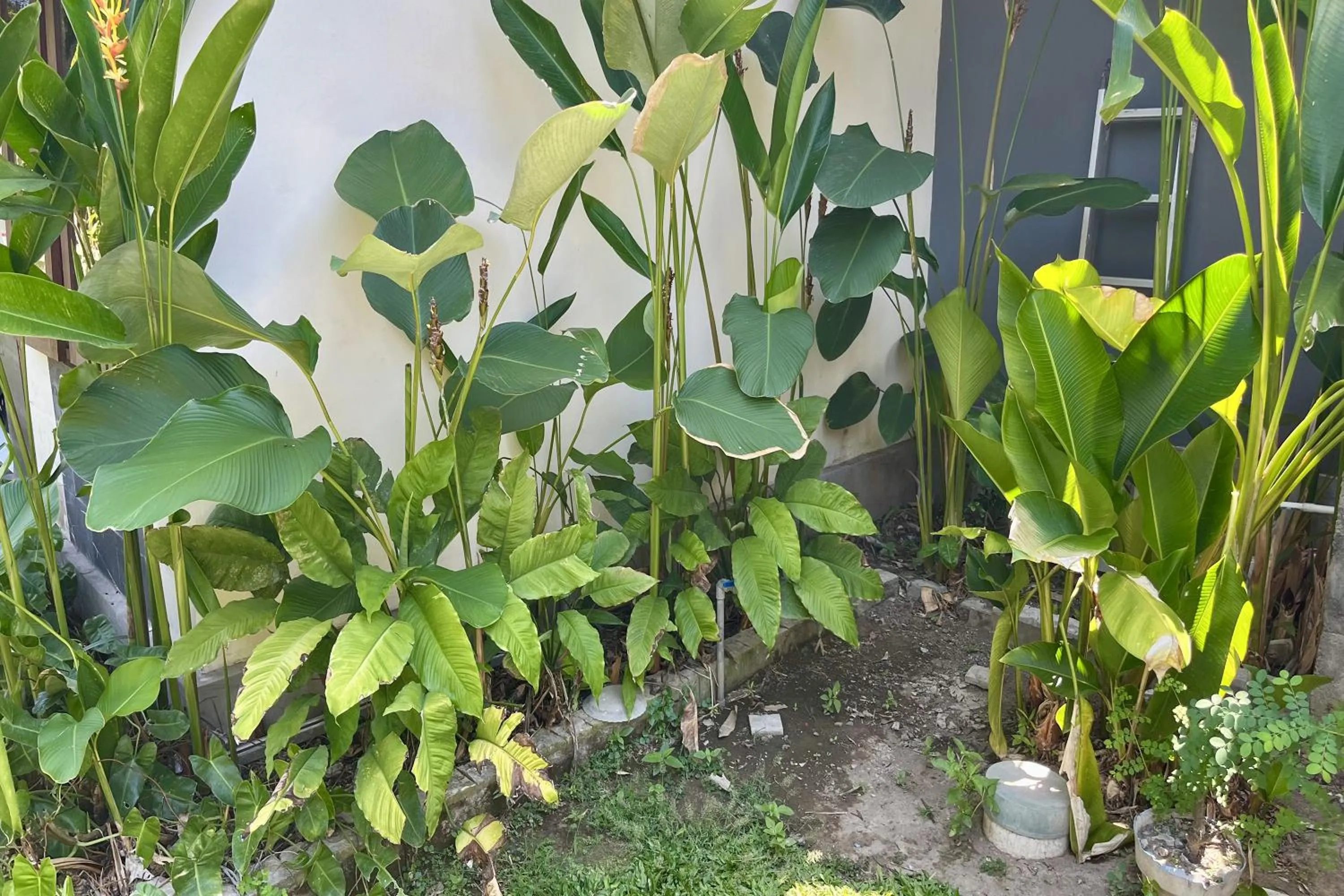 Garden in Mai Guest House Sanur